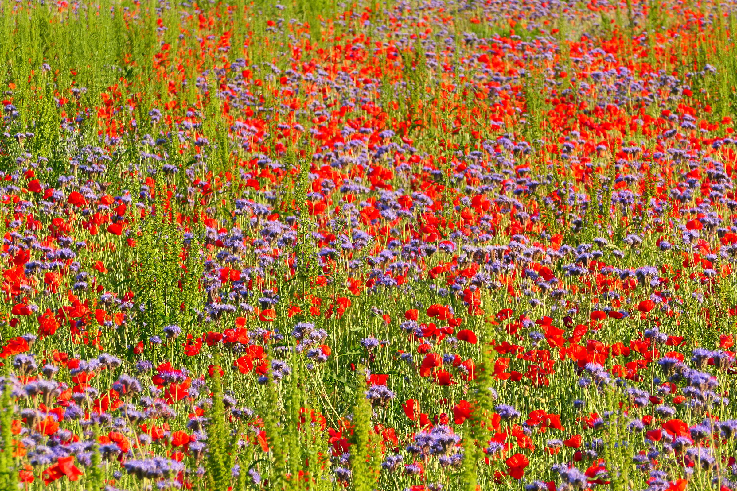 Impression of impressionism?