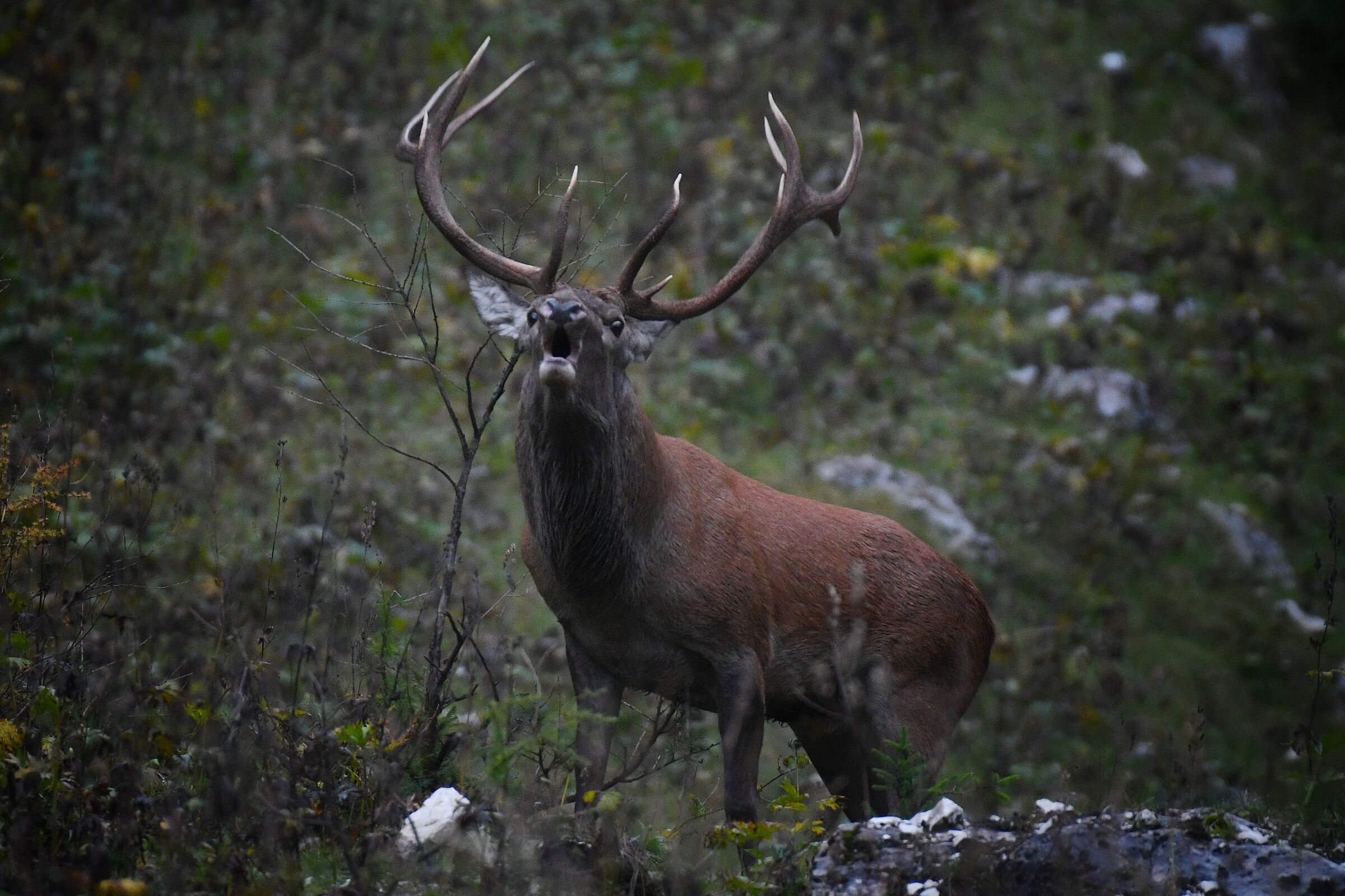 Roaring in the Tarvisio area.