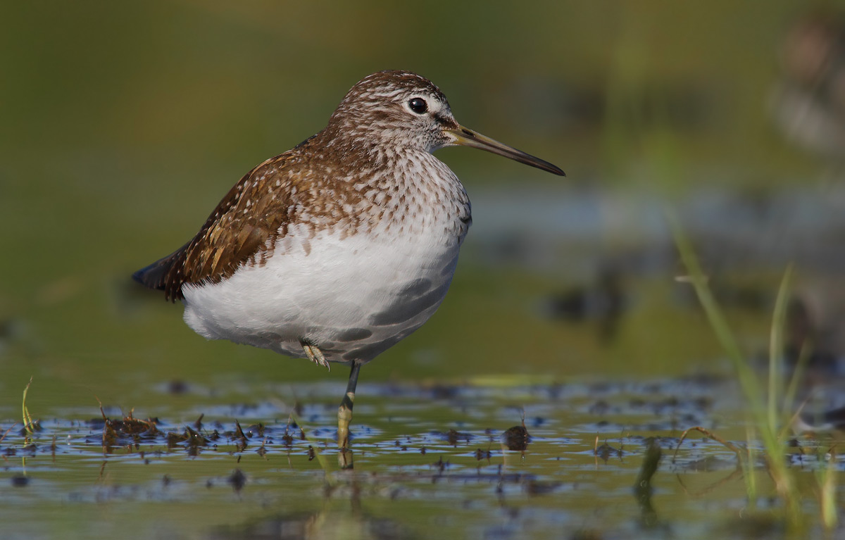 Green Sandpiper