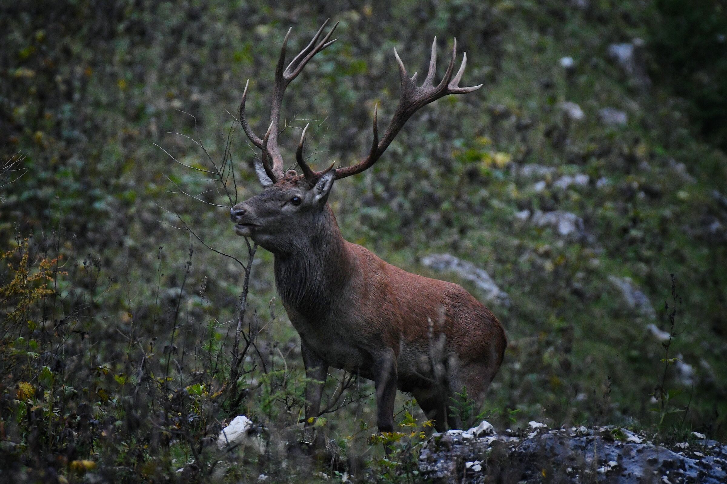 Deer in the Tarvisio area.