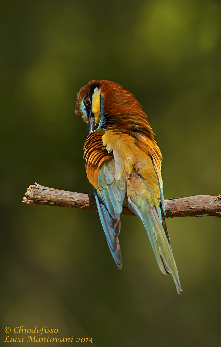 Bee-eater