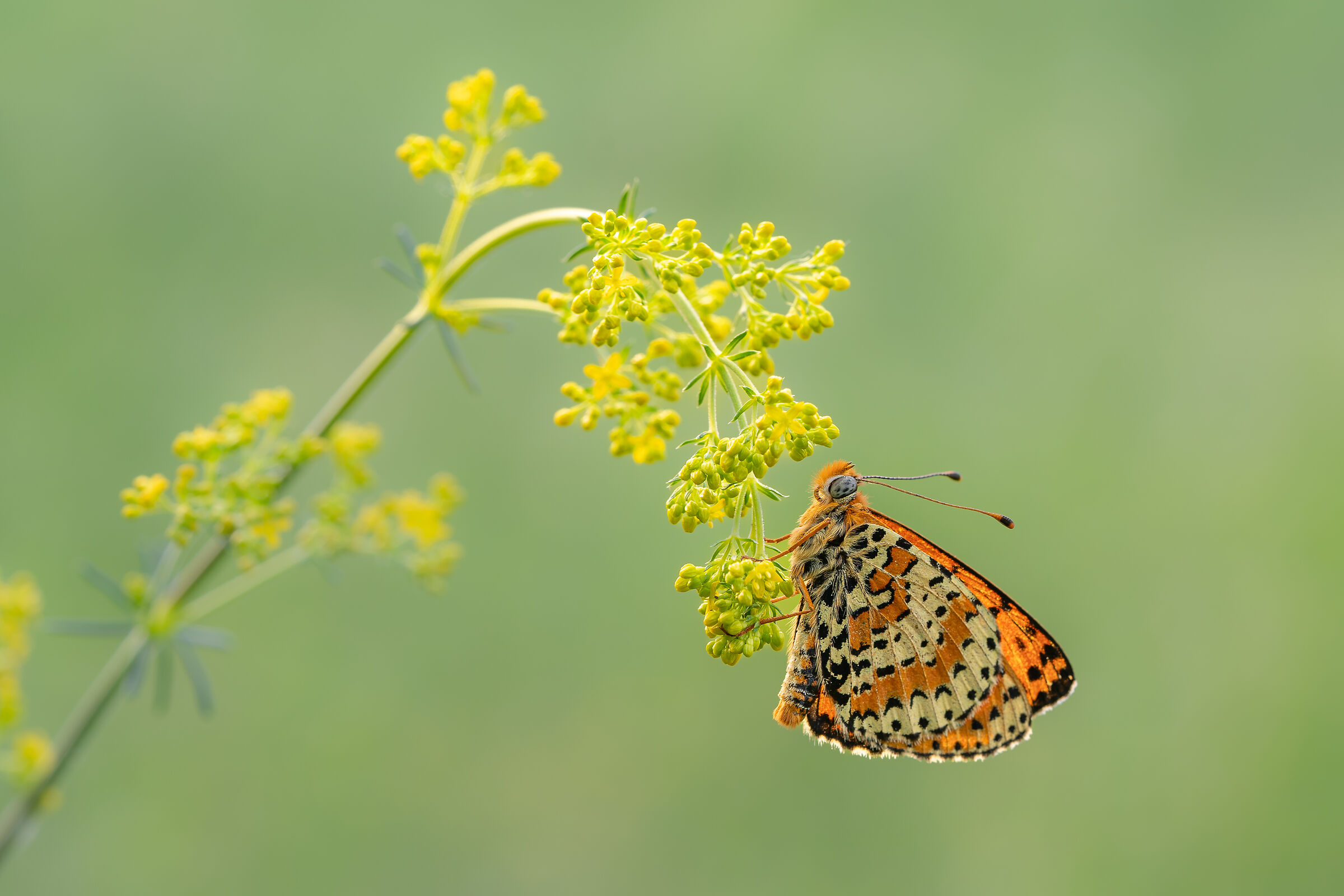 Melitaea