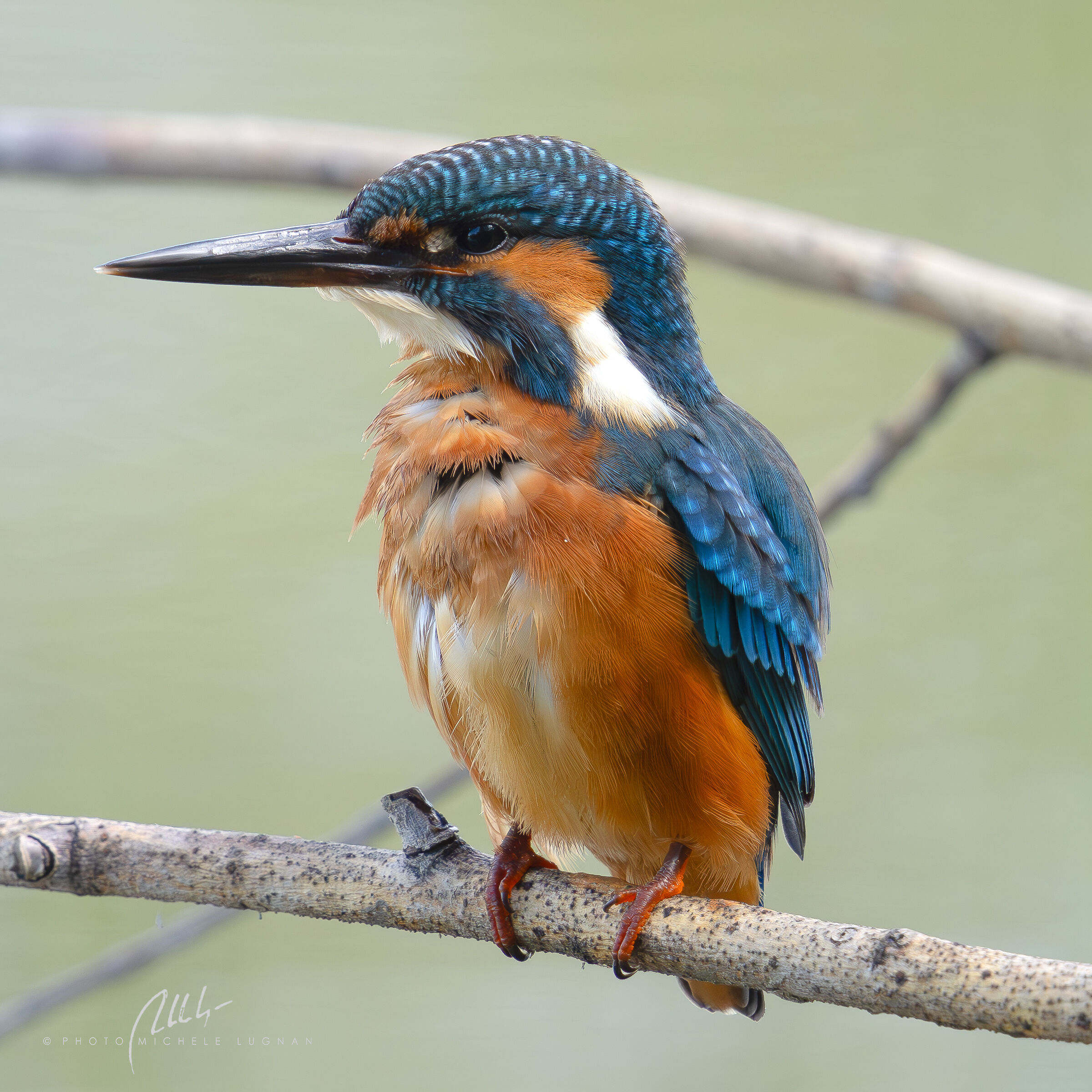attentive
