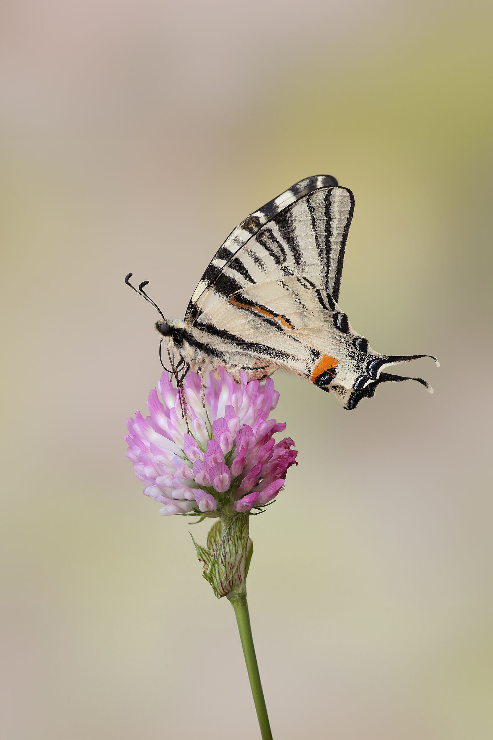 Scarce swallowtail