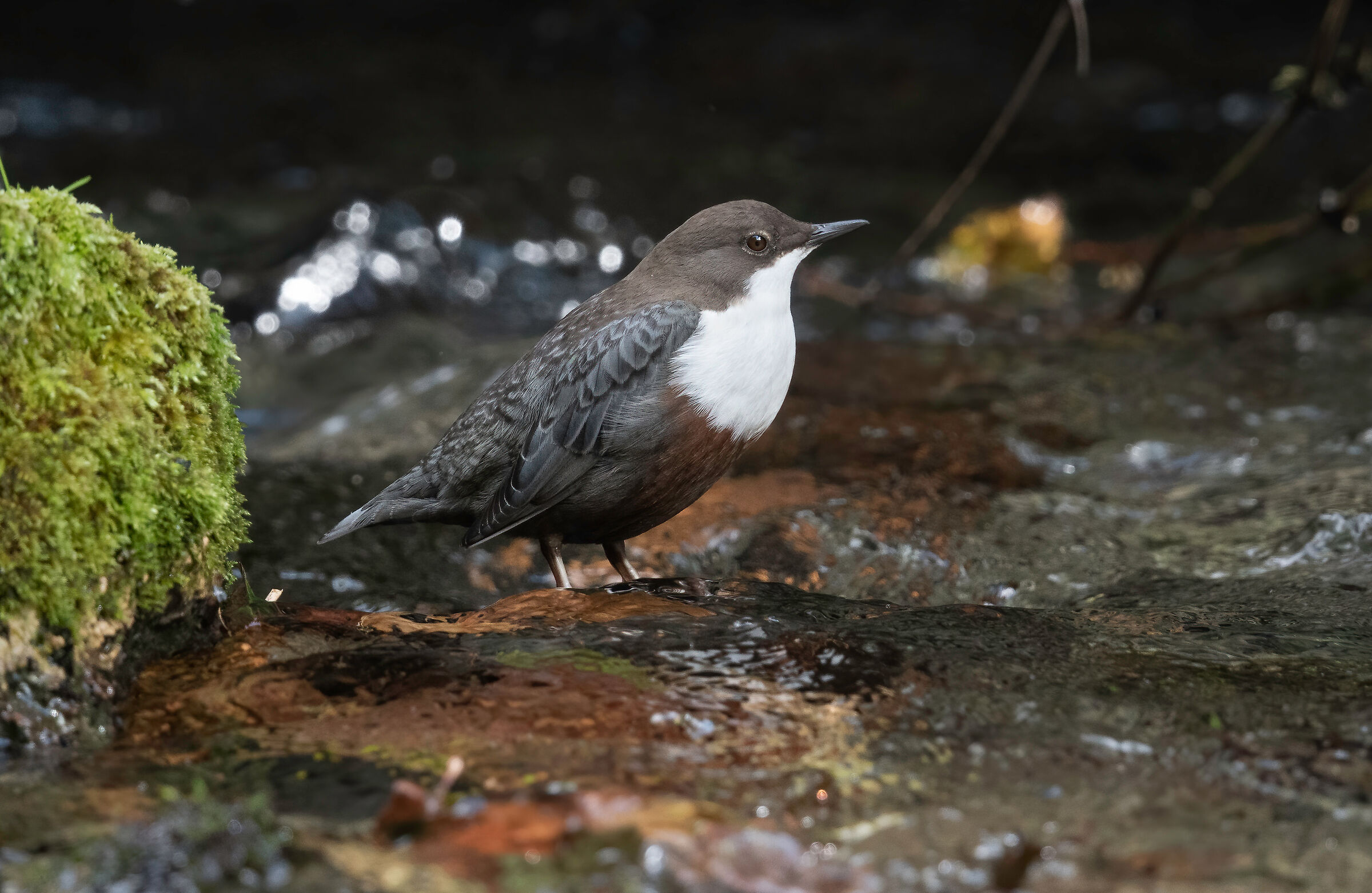 White-throated dipper