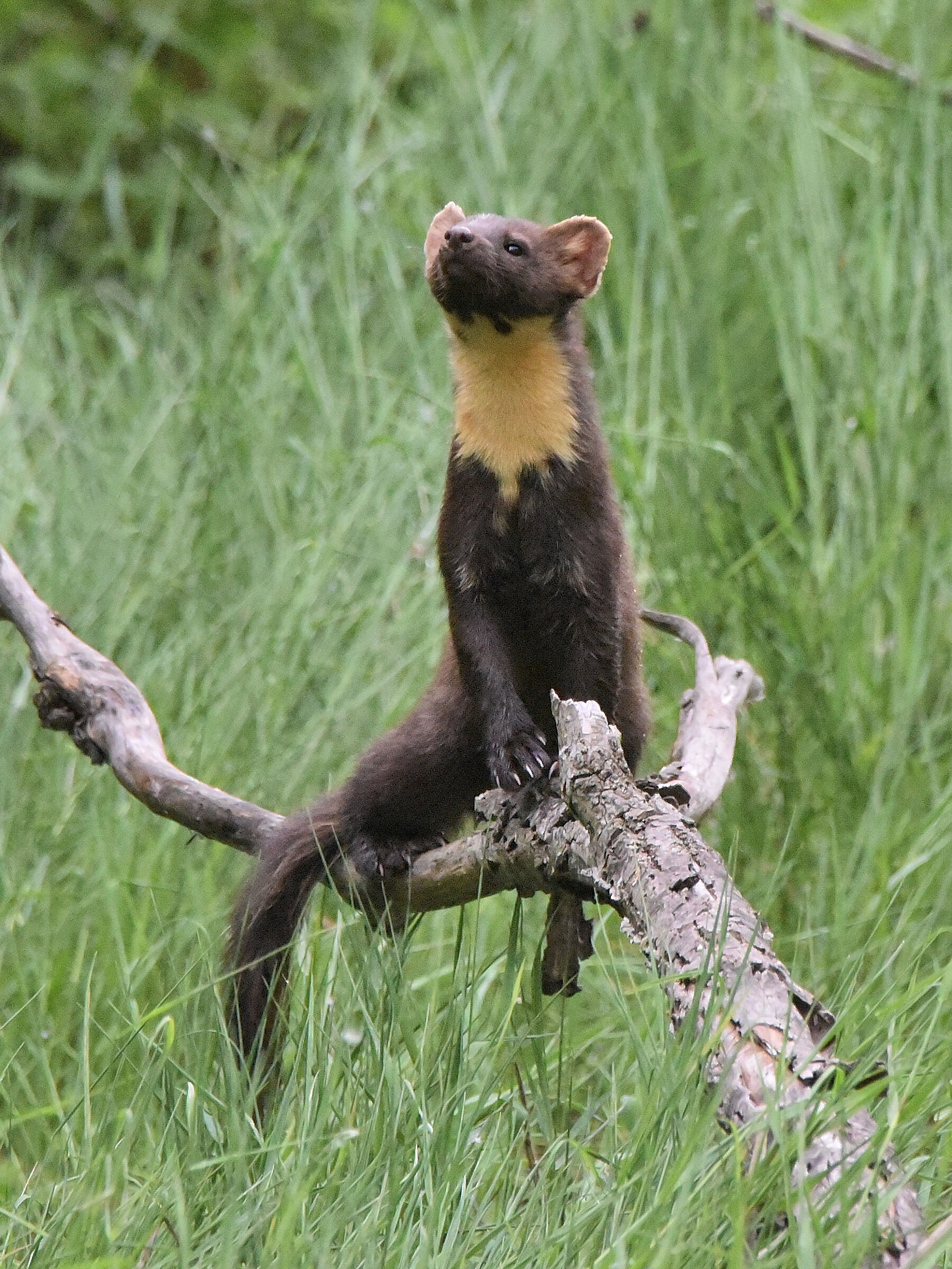 Marten at Lake Trasimeno