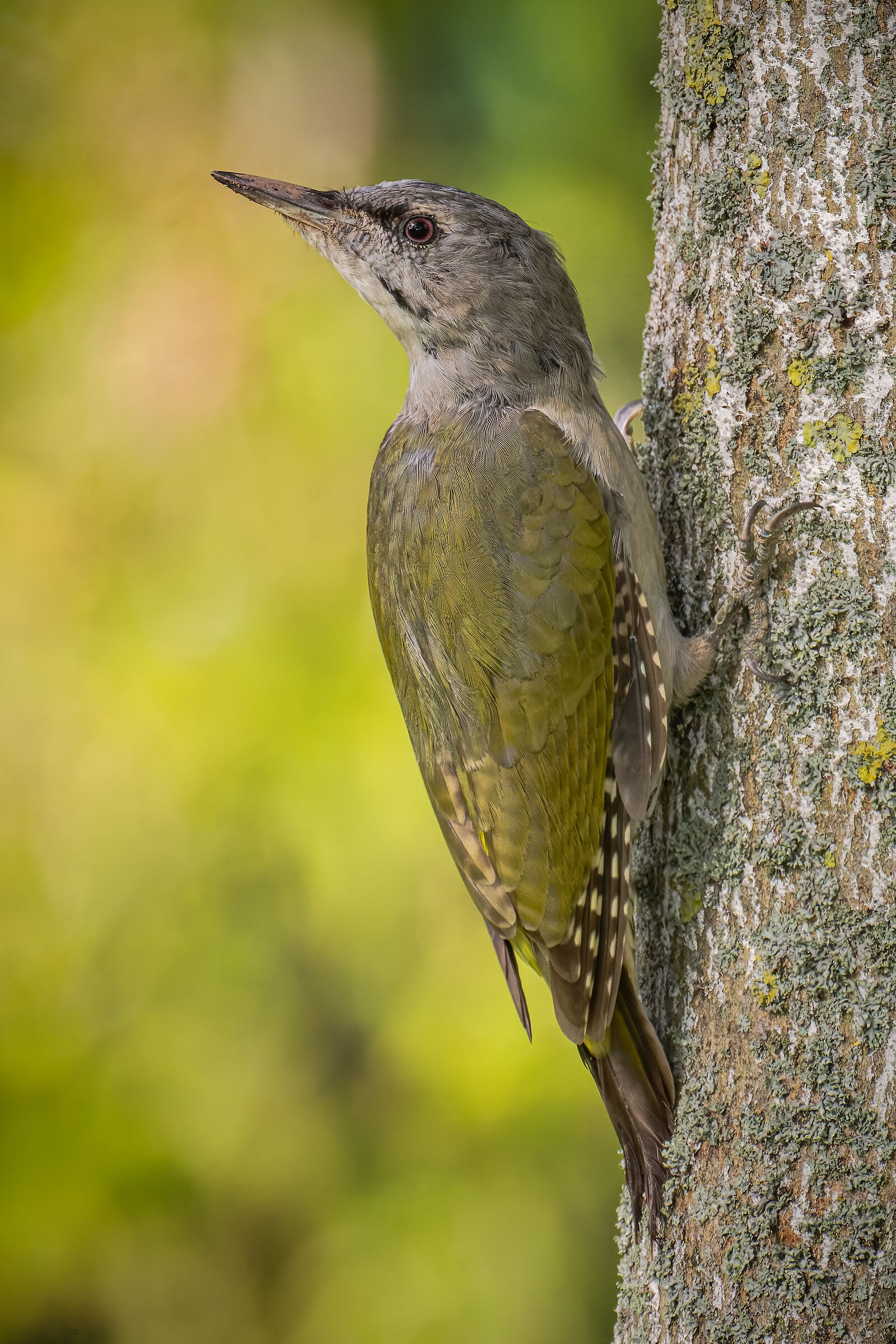 grey-headed woodpecker