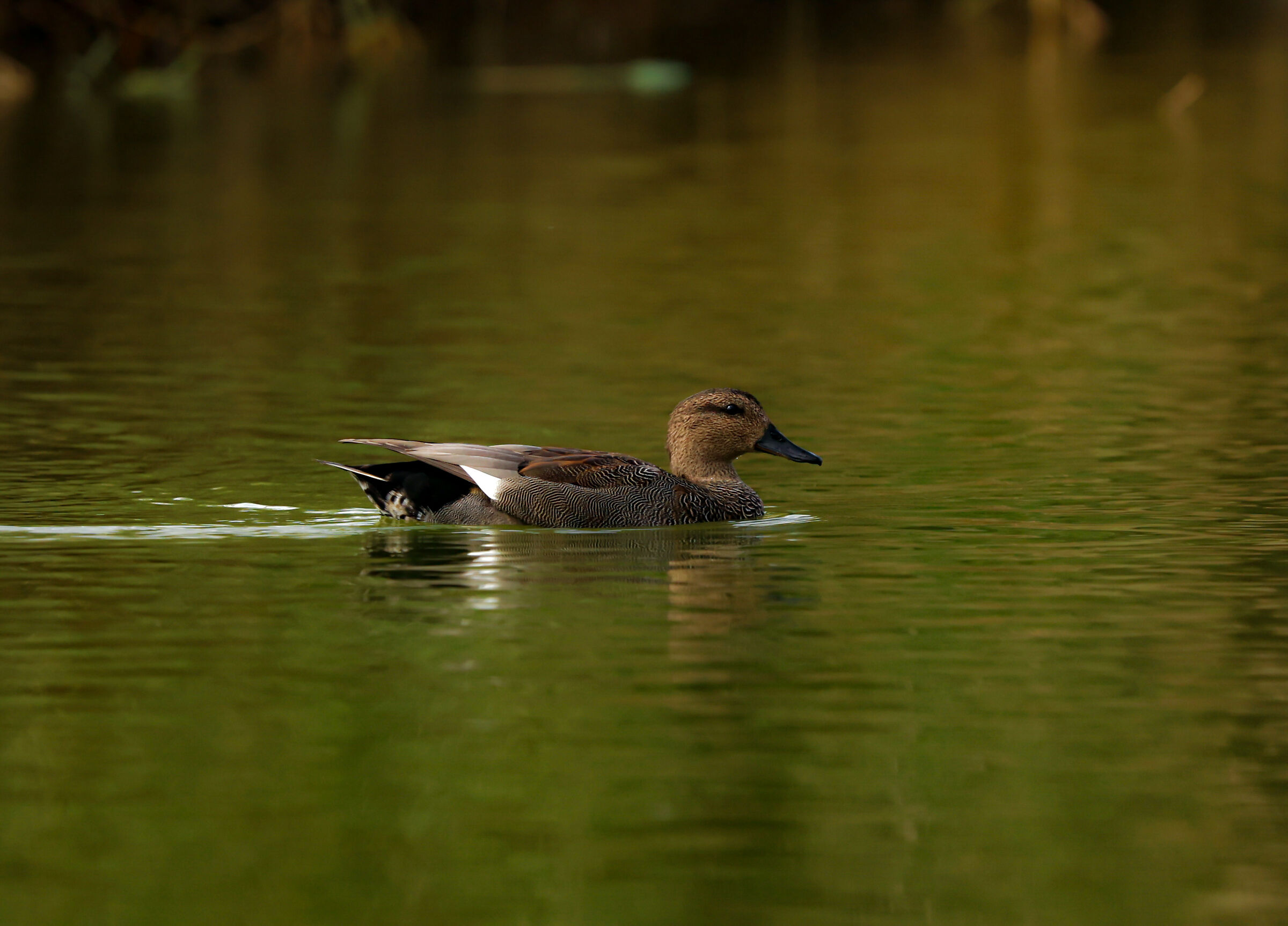 Gadwall