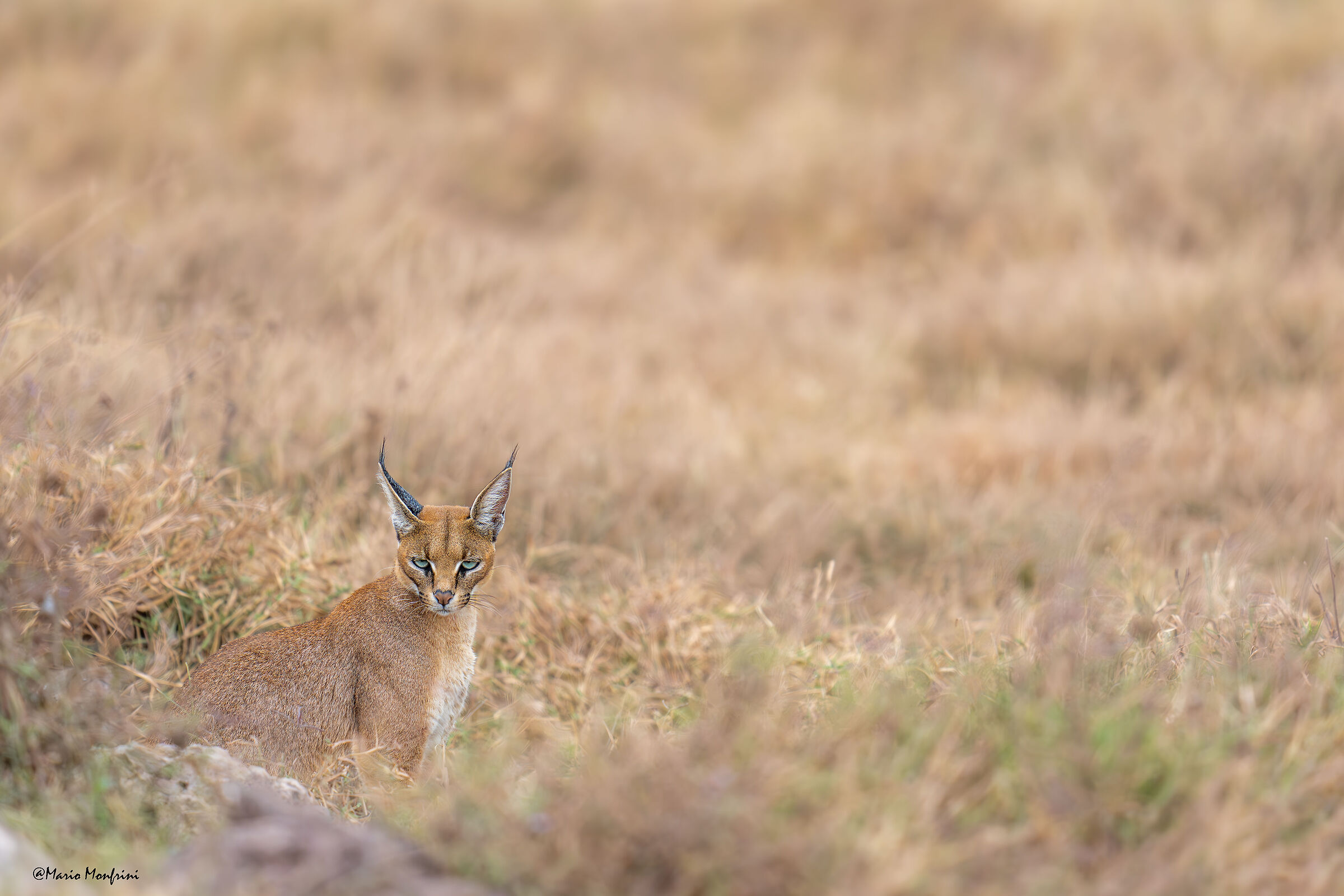 Caracal