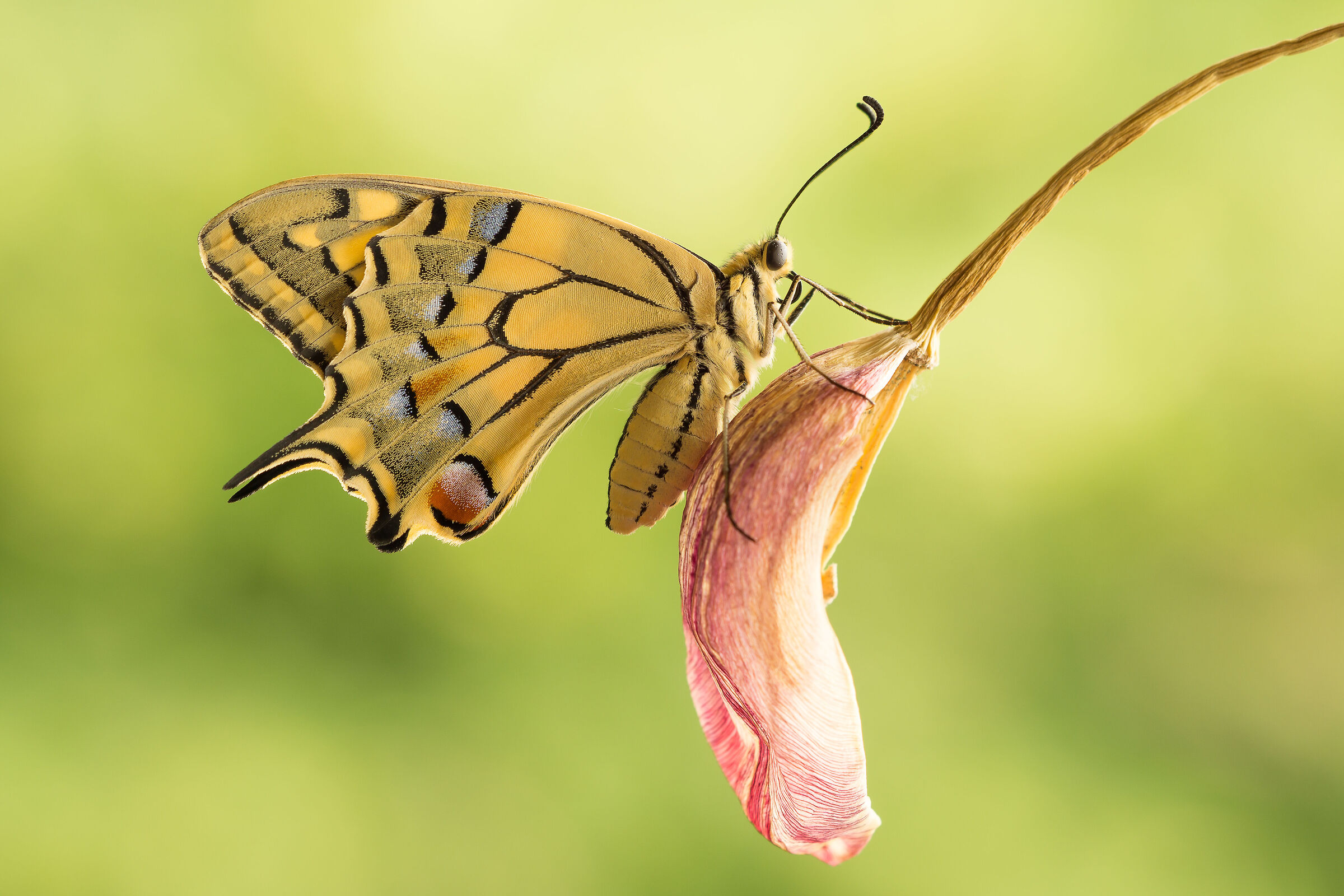 Swallowtail