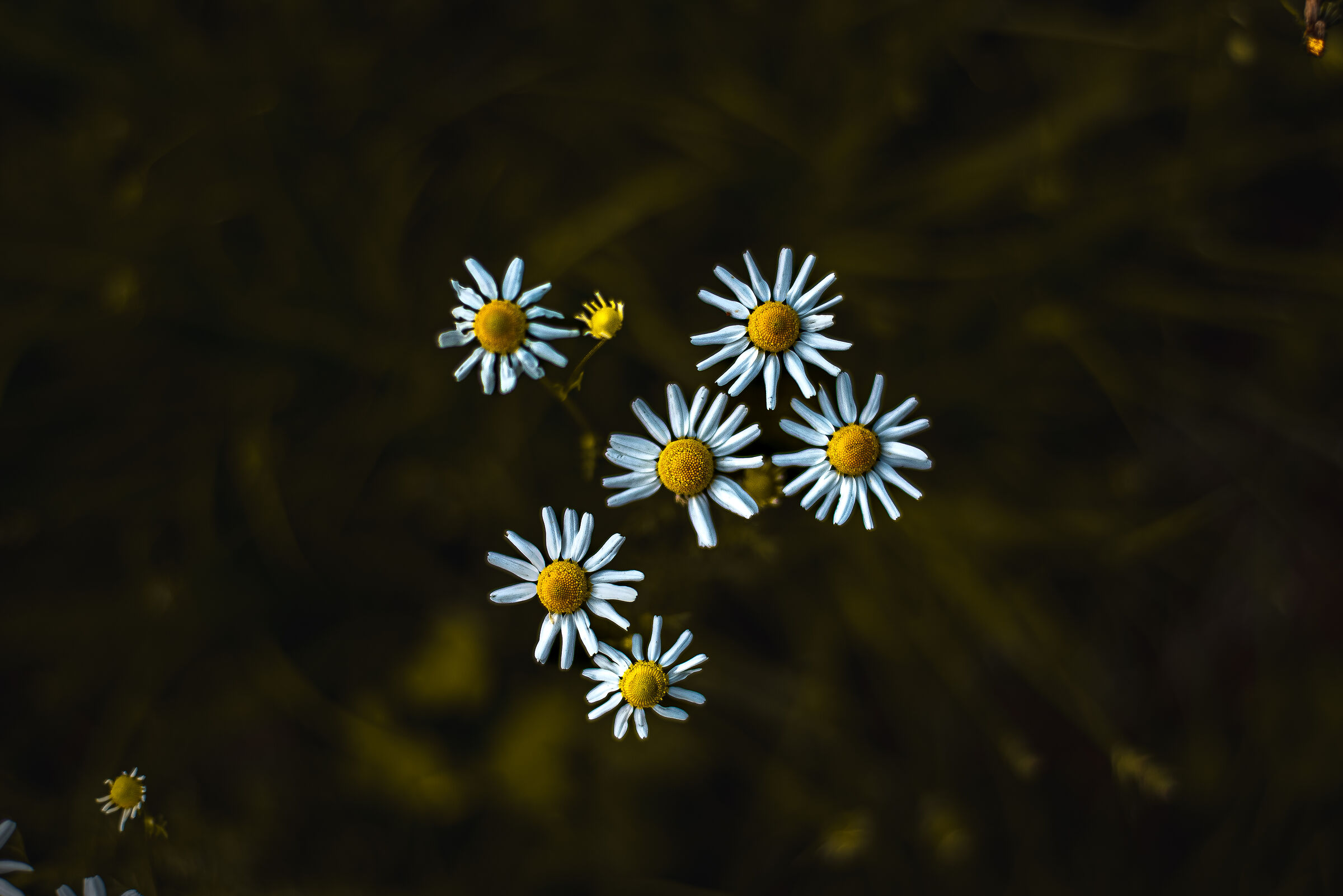 Daisies