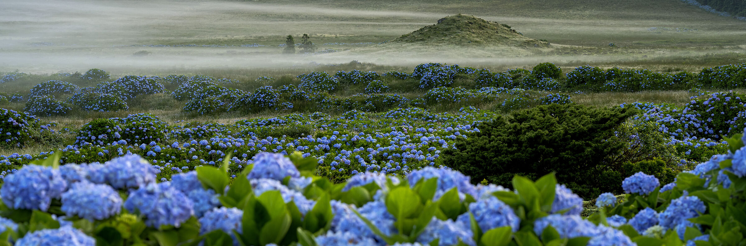 Flores #3