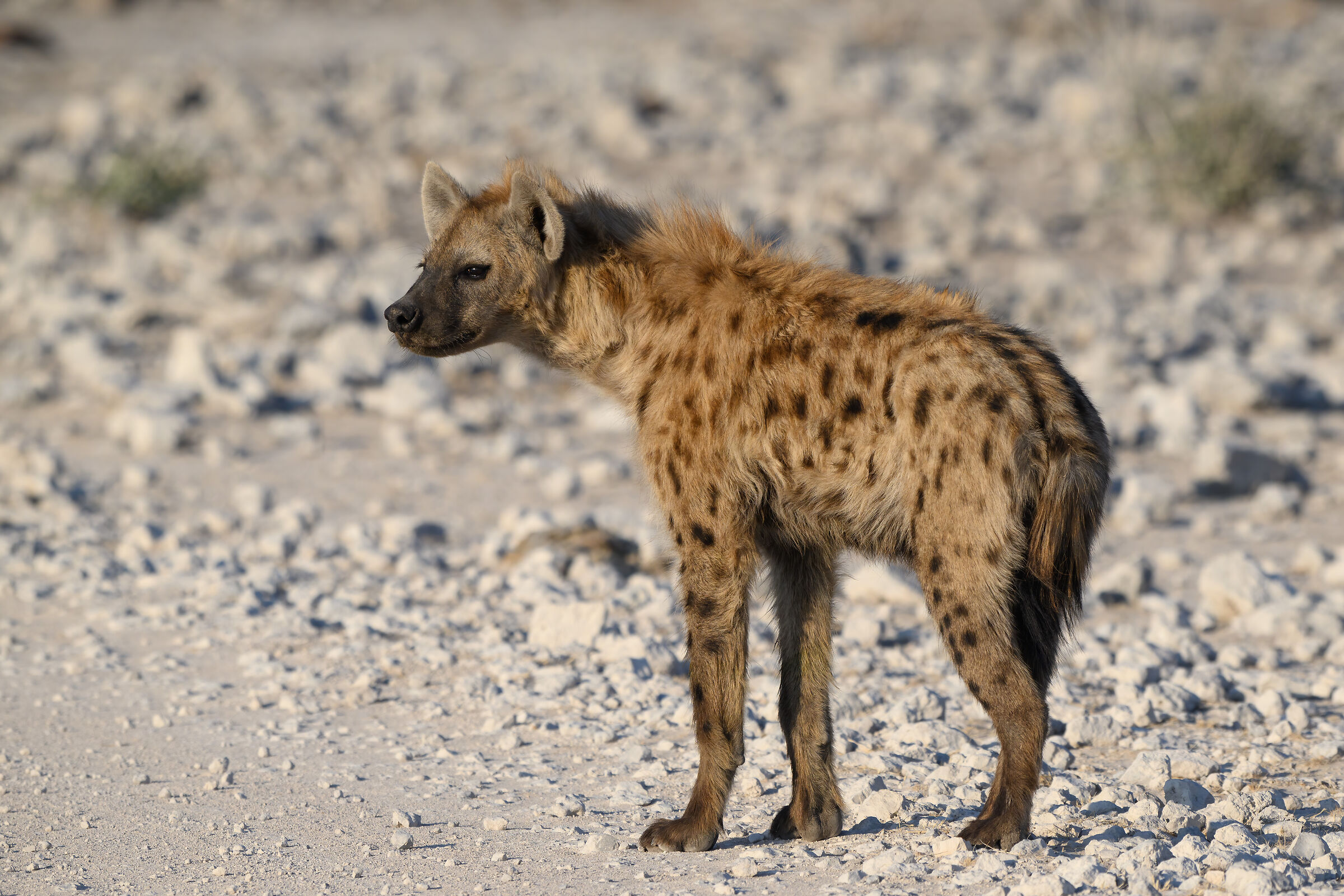 Hyena