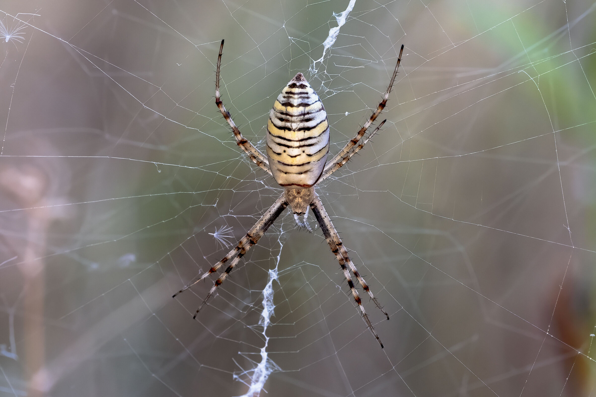 Argiope bruennichi