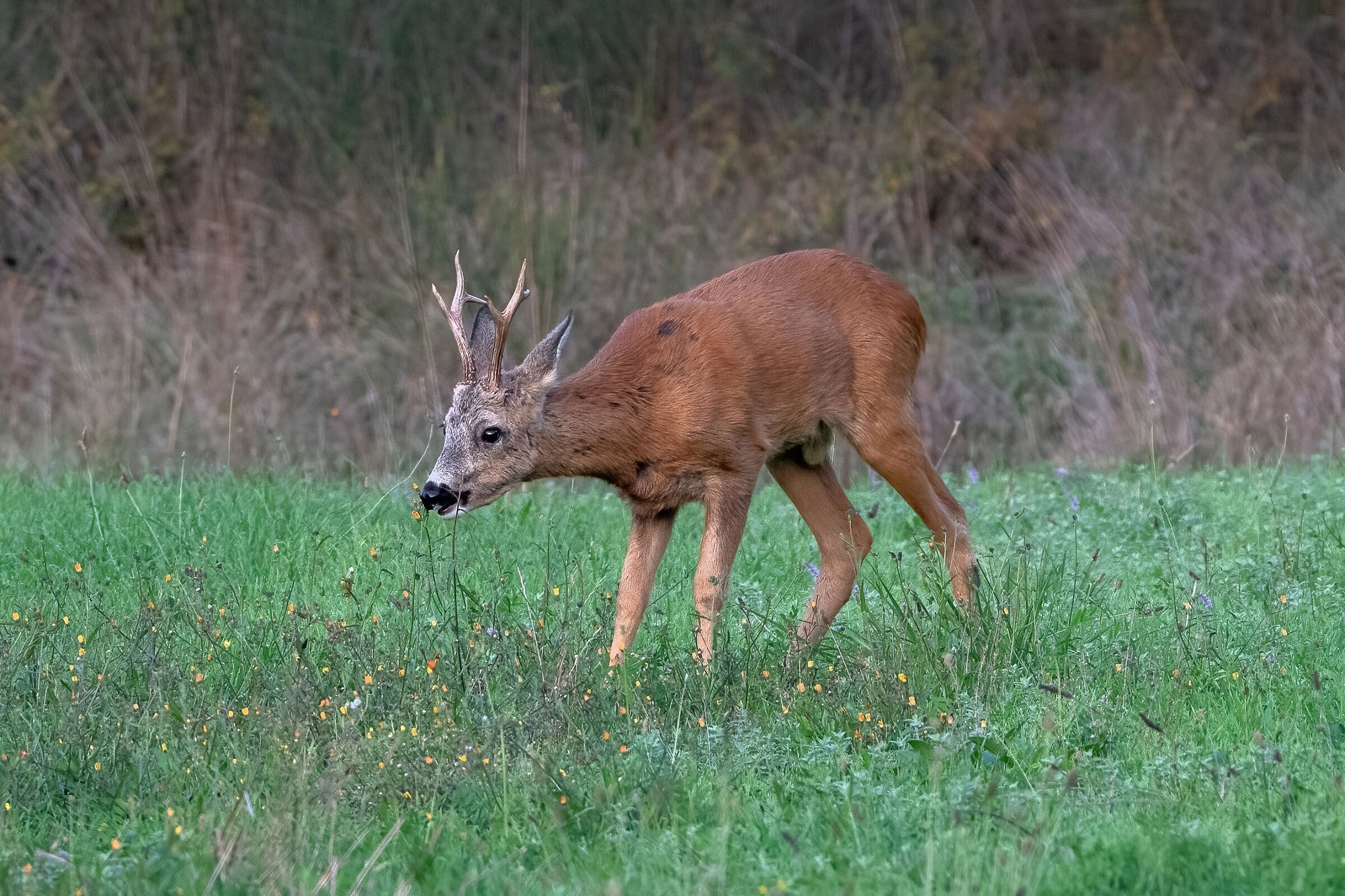 Capriolo (Capreolus capreolus) Maschio