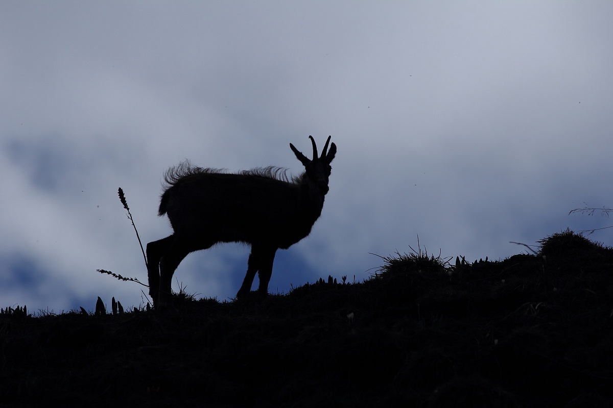 Silhouette di Camoscio