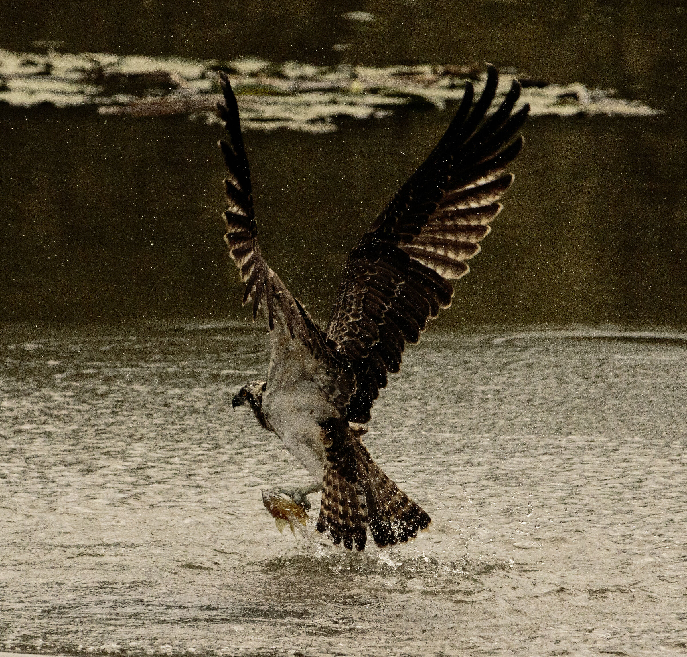 OSPREY Oasis Lipu Cesano M MB 18/09/2024