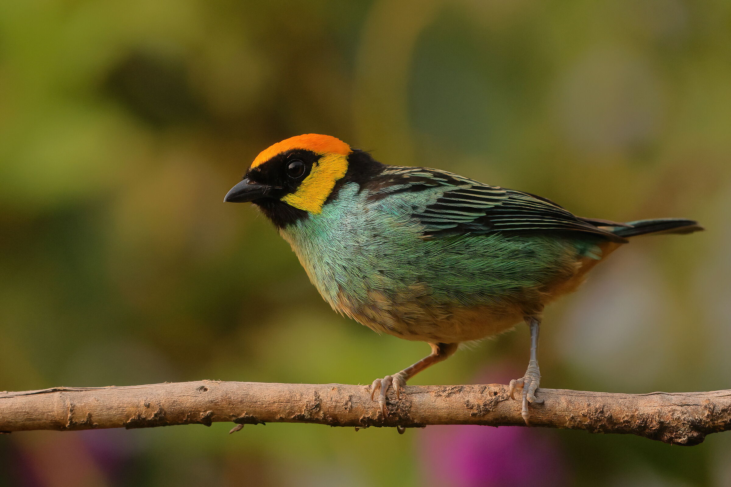 Tangara corona zafferano