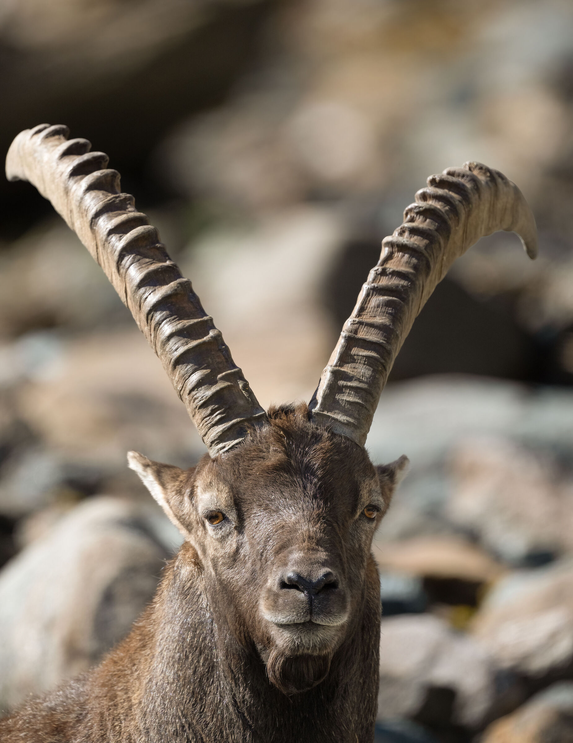 Stambecco - Parco Nazionale del Gran Paradiso
