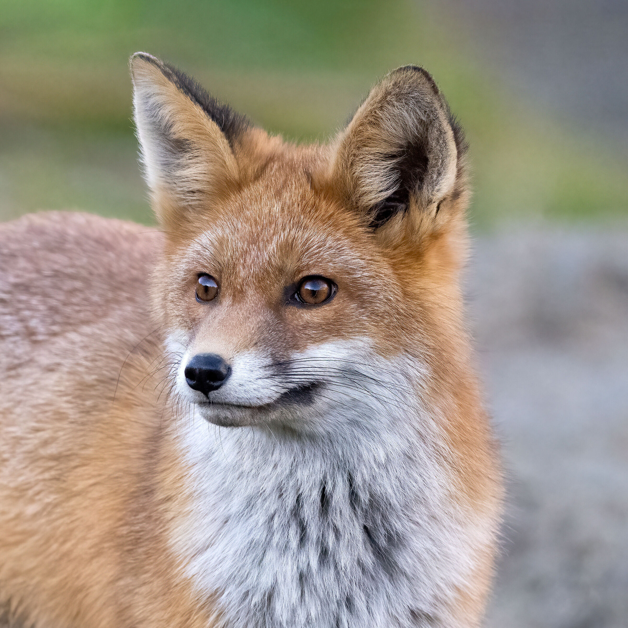 Volpe Rossa - Parco Nazionale del Gran Paradiso