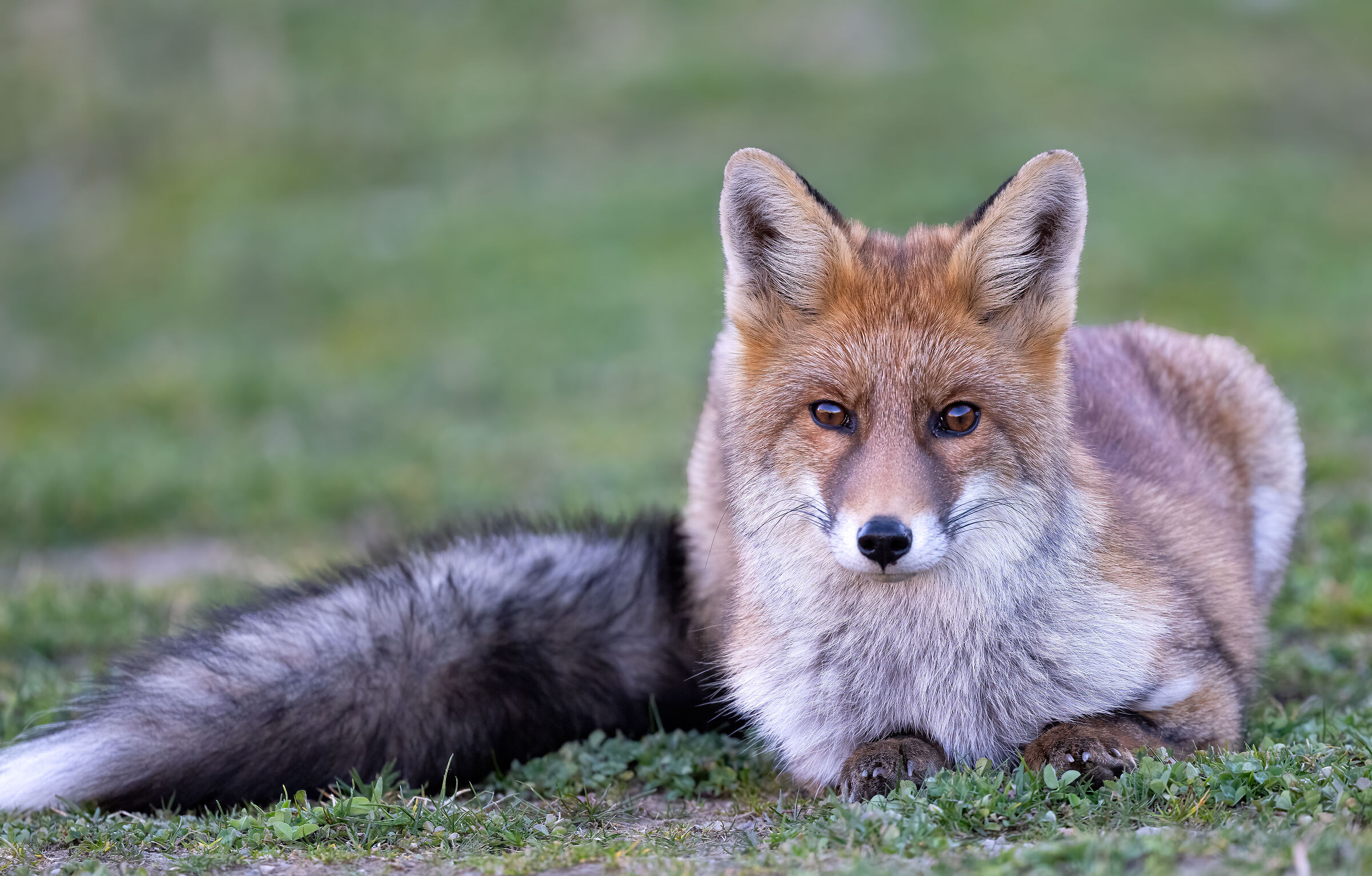 Volpe Rossa - Parco Nazionale del Gran Paradiso