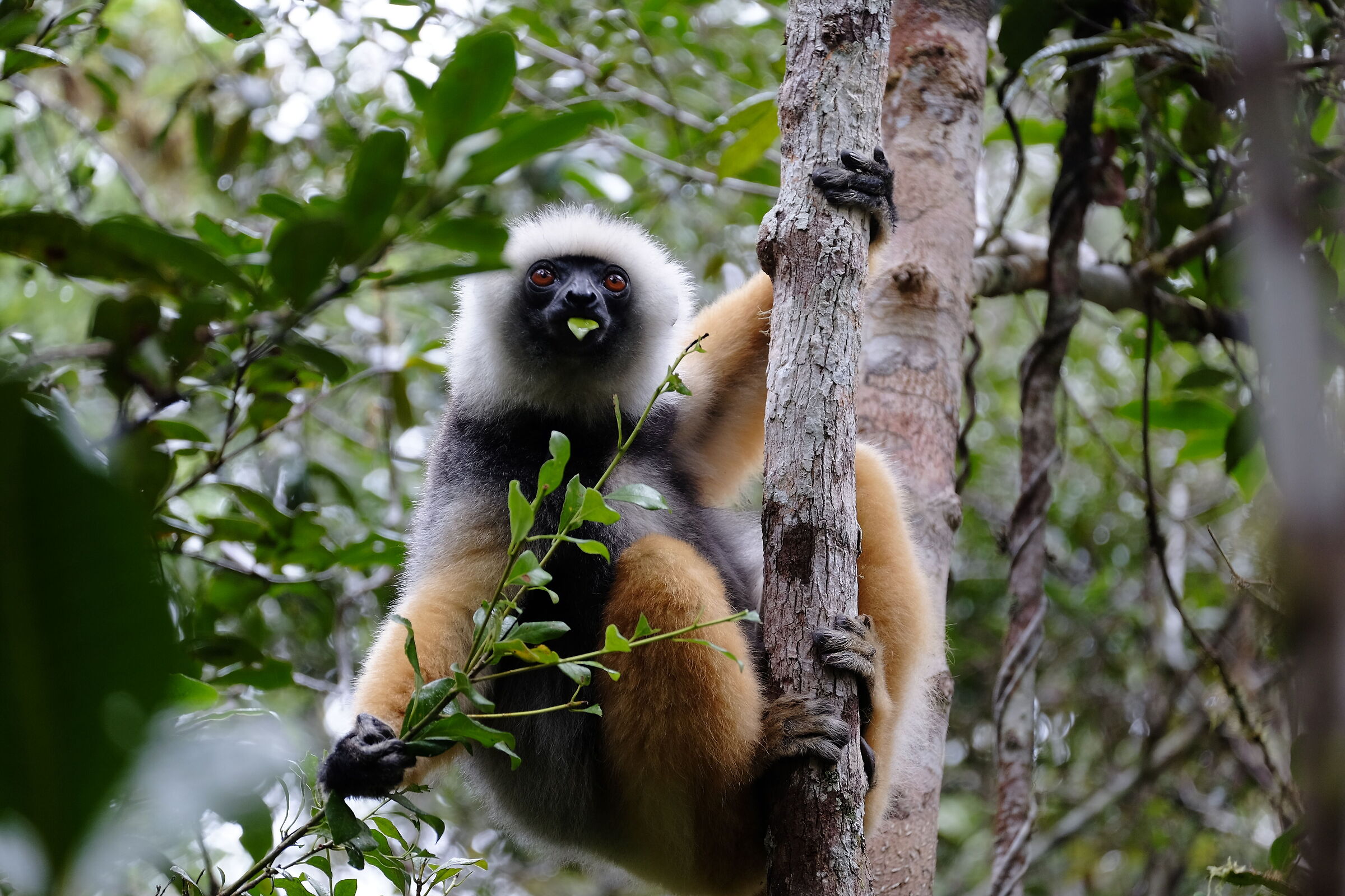 Lemure sifaka diadema