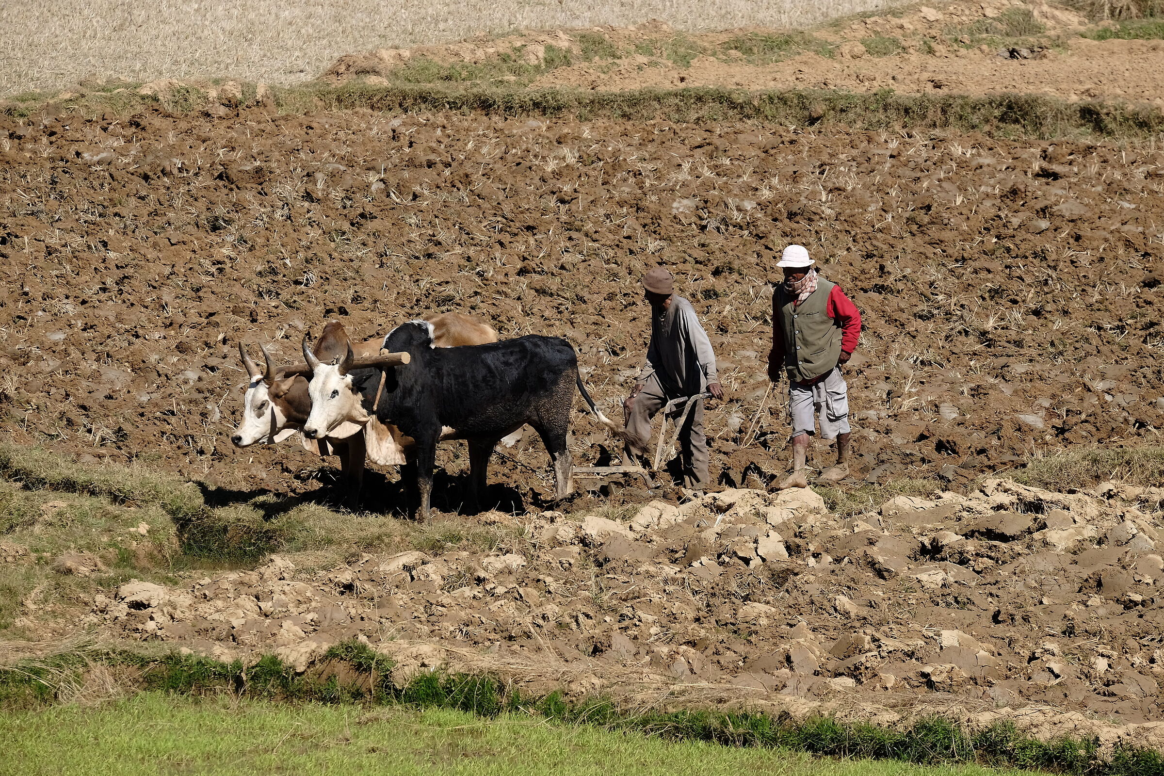 Contadini con aratro in legno