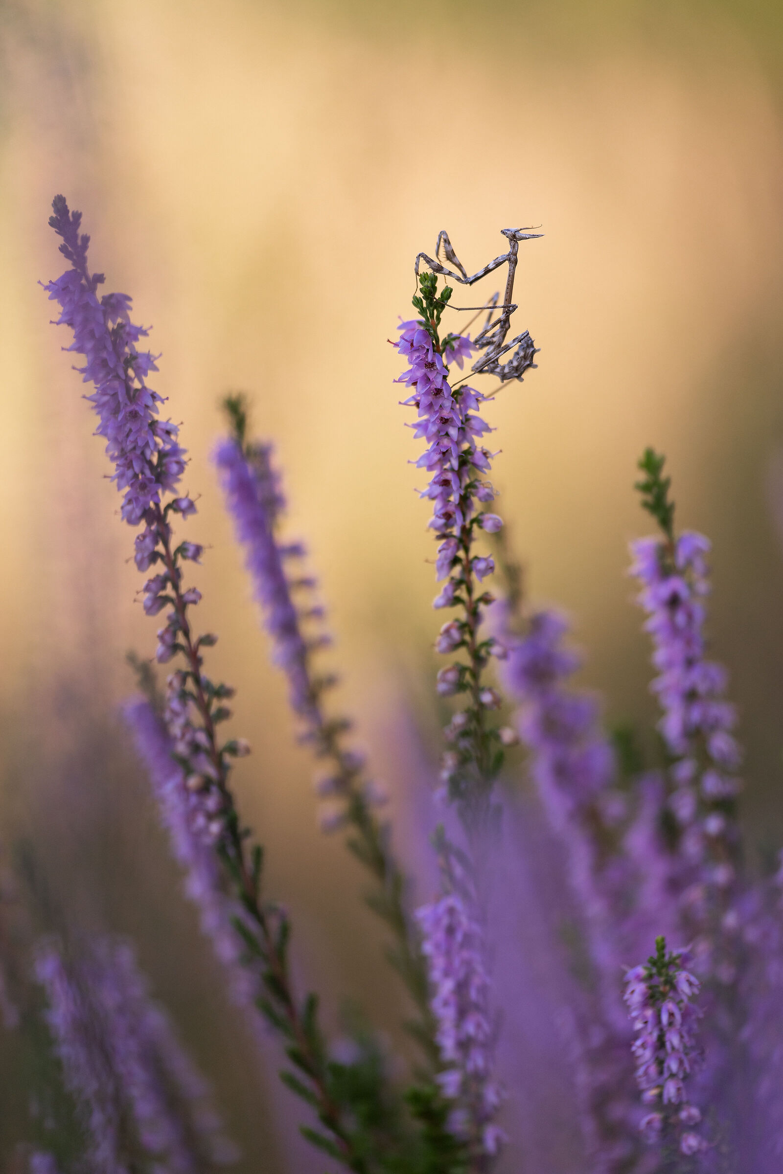 Empusa pennata su fioritura di brugo