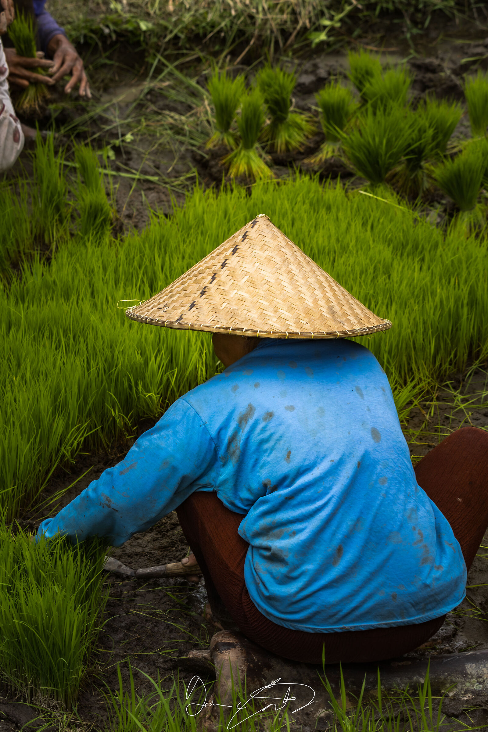 The rice fields of Tegalalang, Bali.