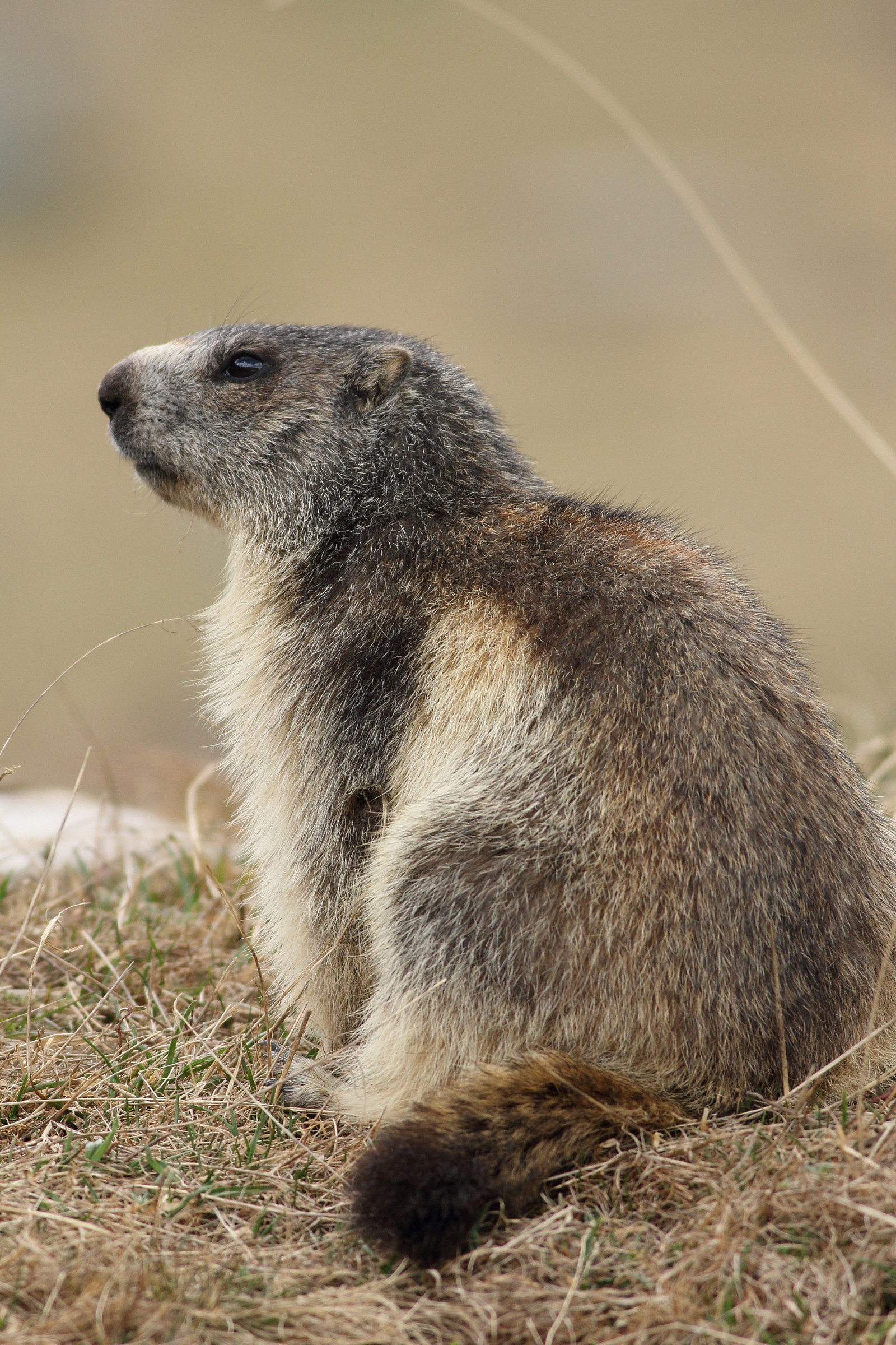 Marmot