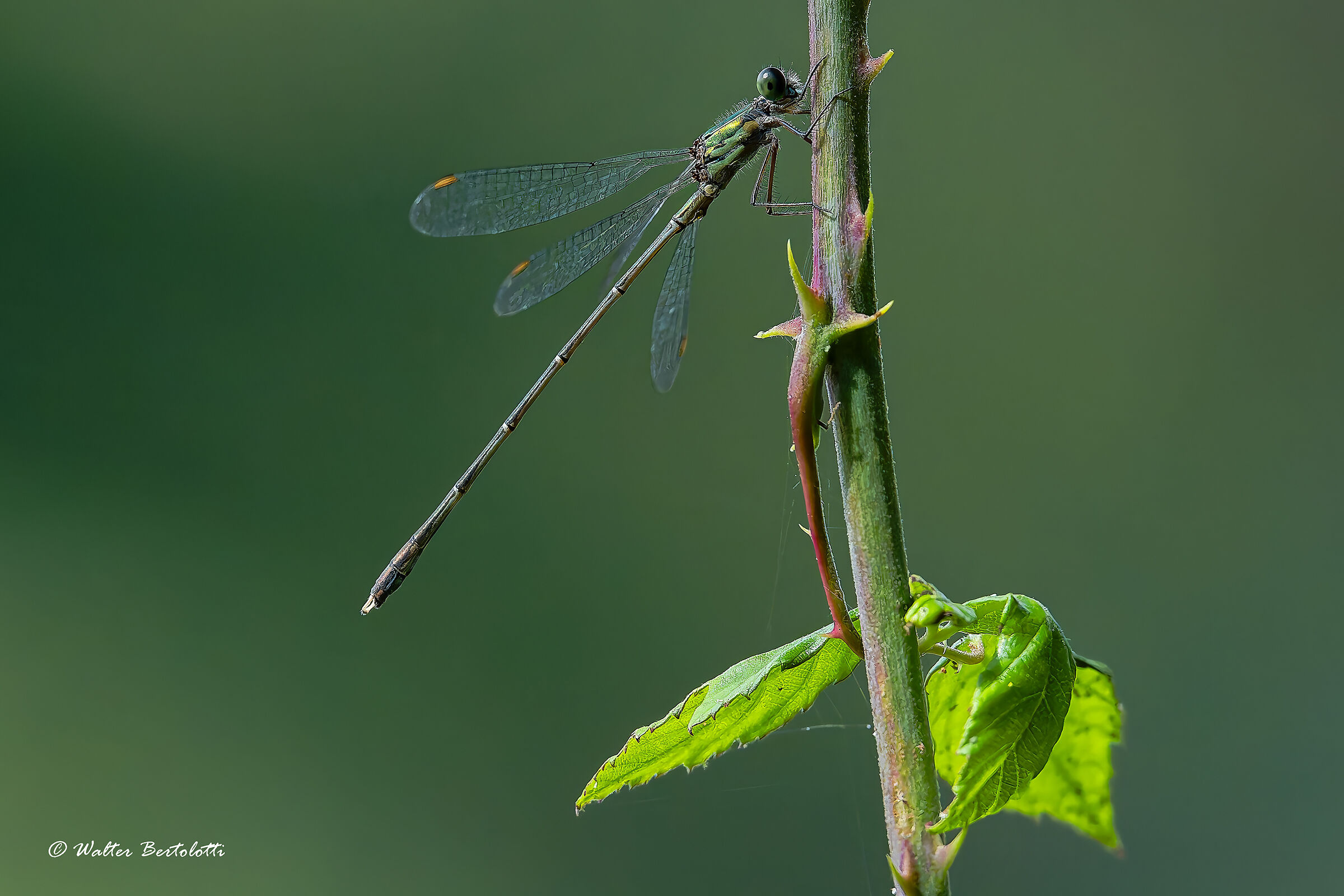 Chalcolestes viridis