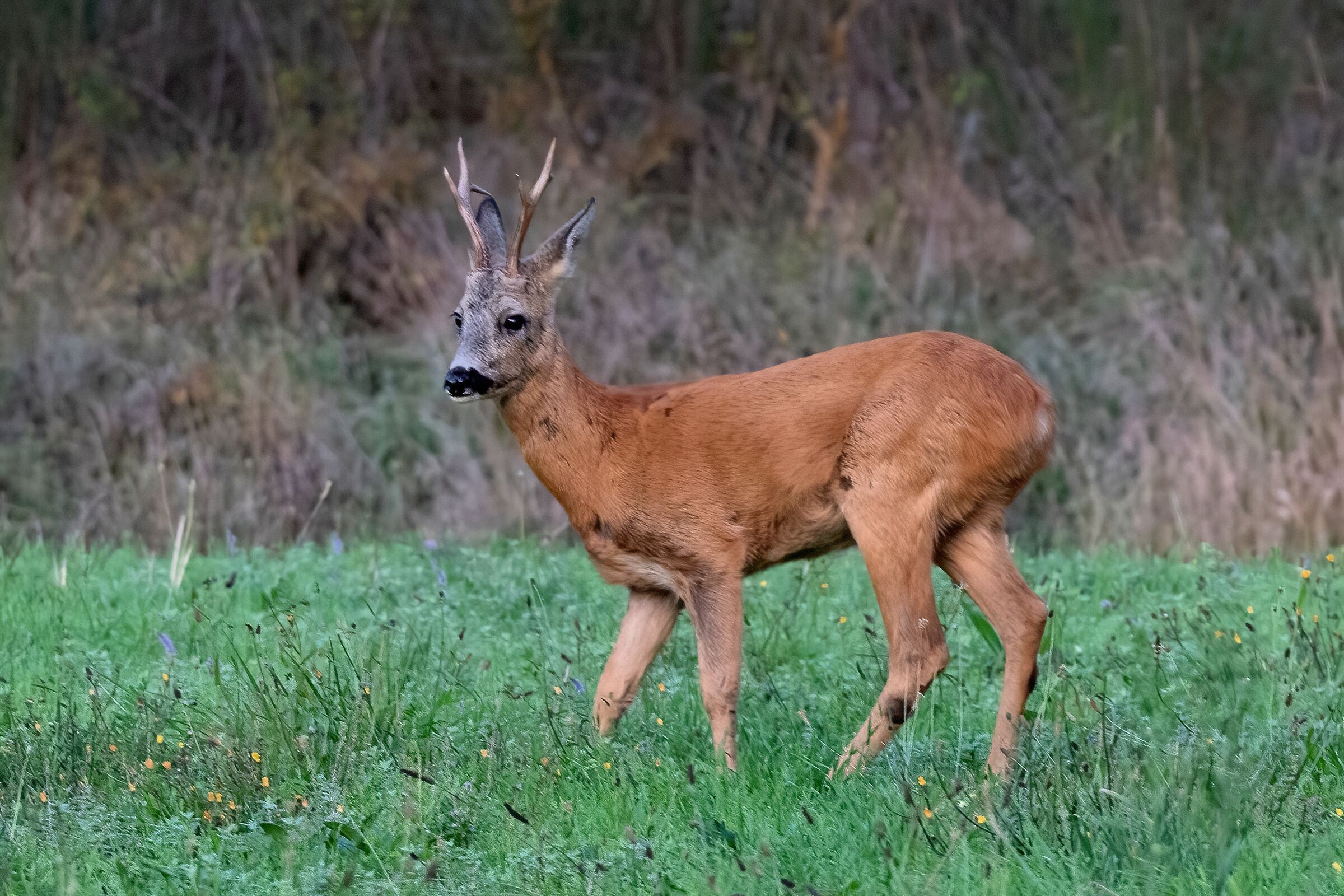 Capriolo (Capreolus capreolus)