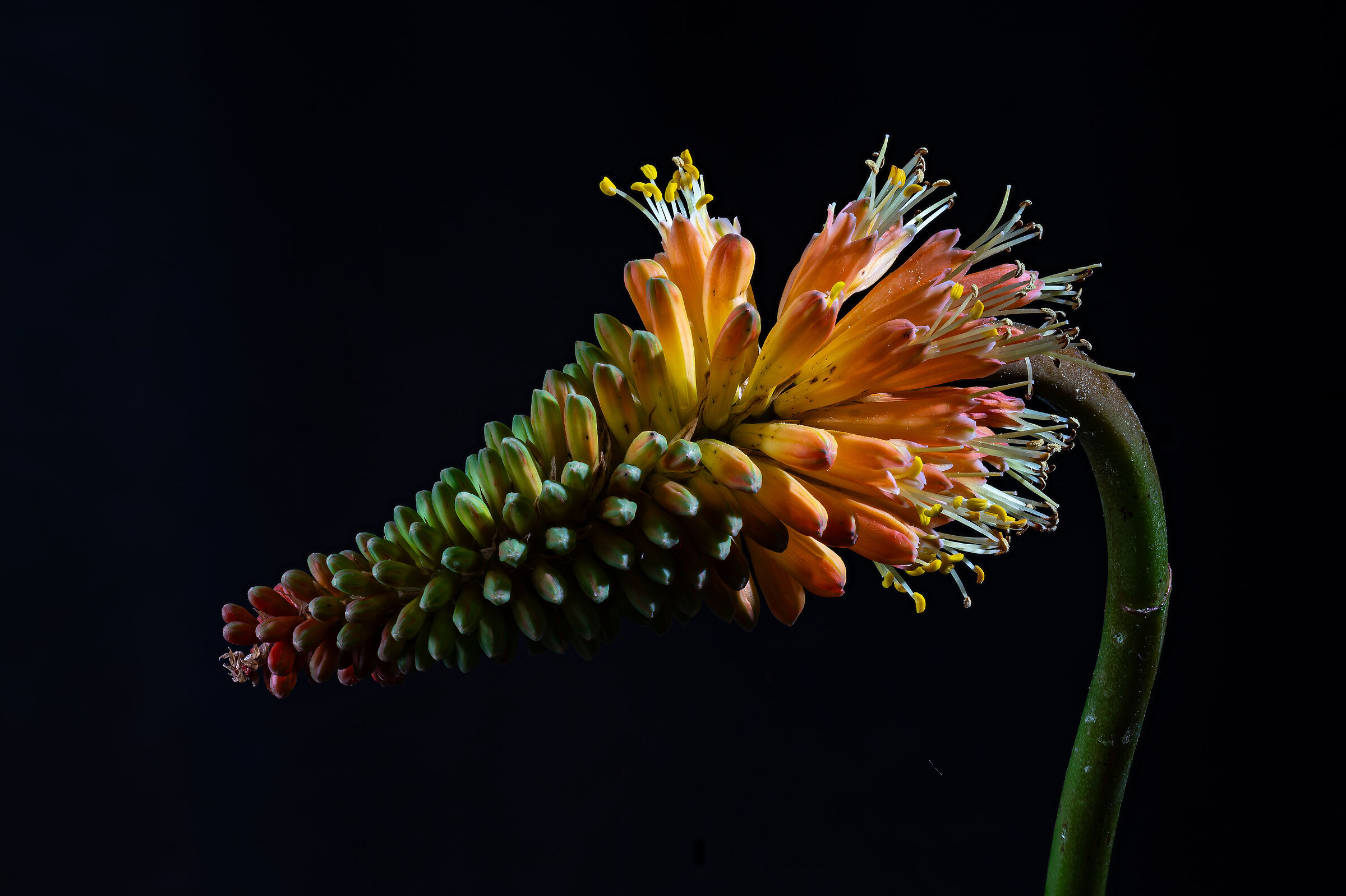 Kniphofia
