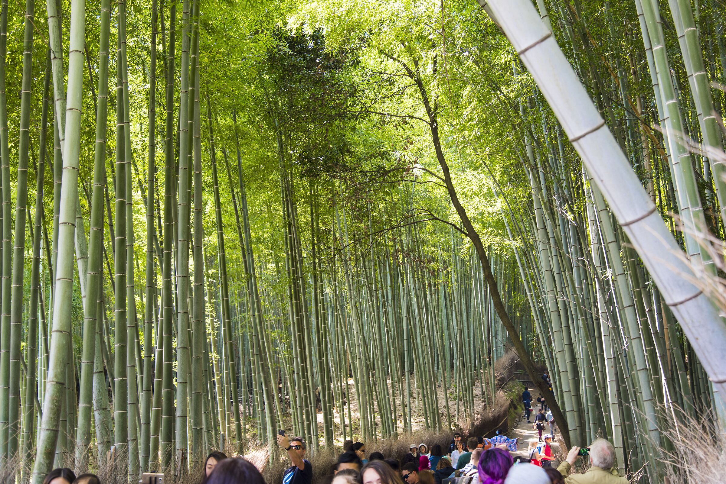 Kamakura Bamboo Forest