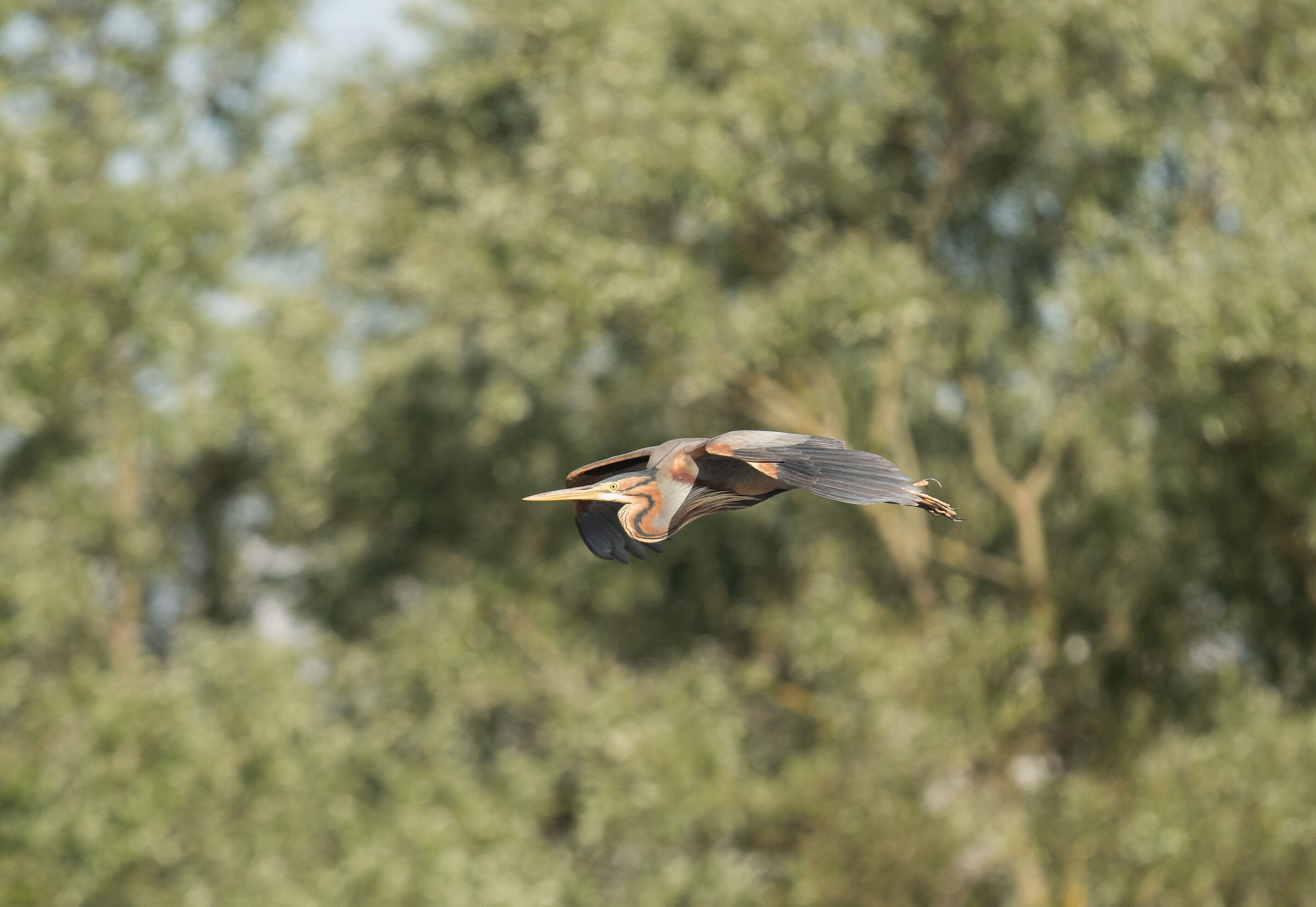 purple heron