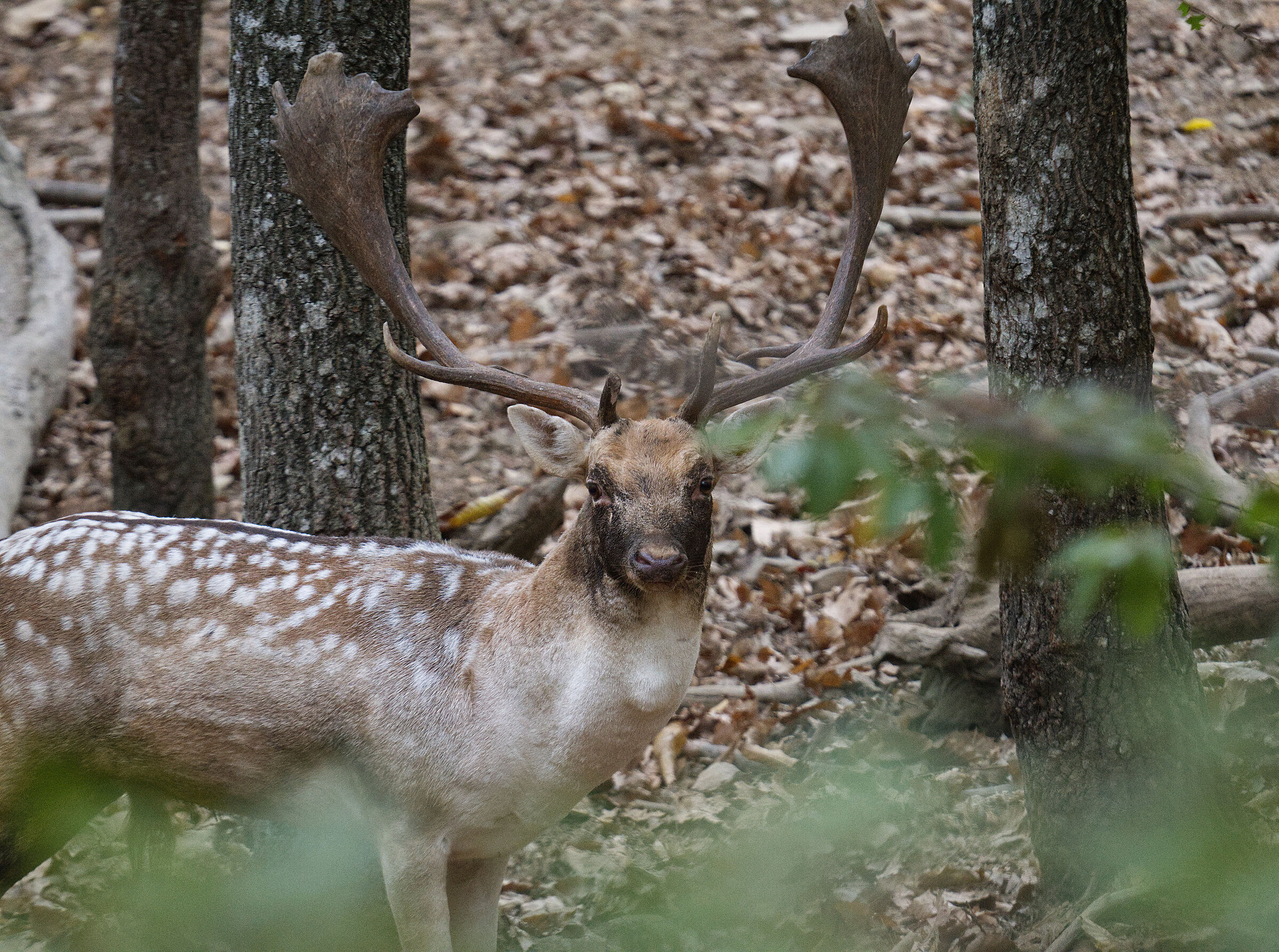 fallow deer
