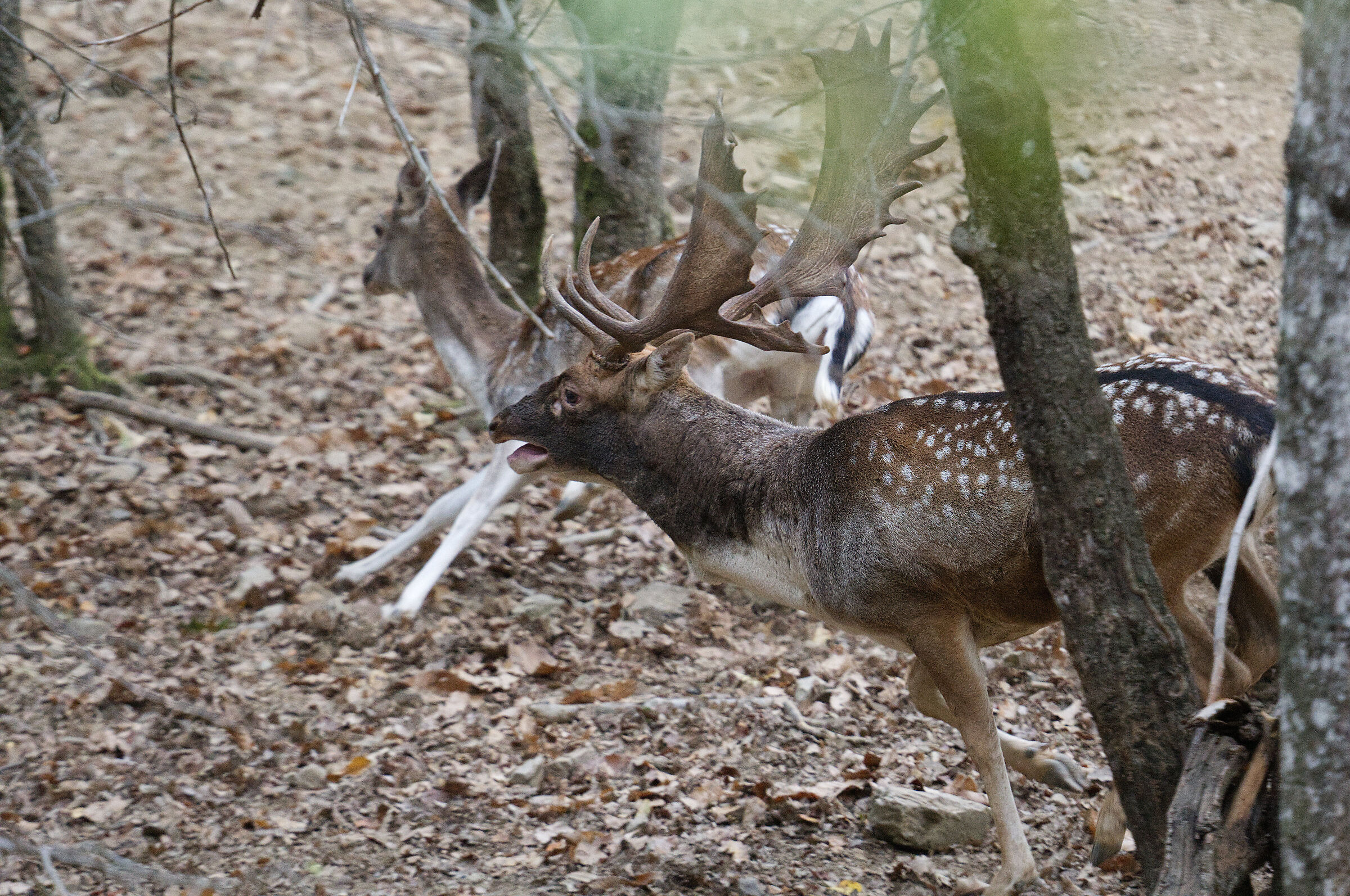 Fallow deer