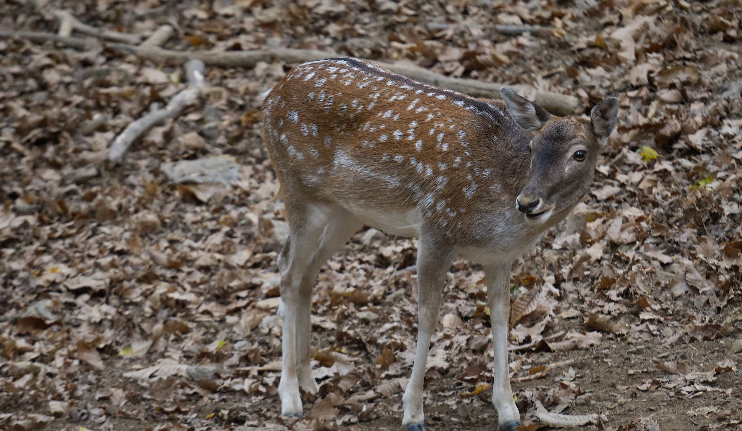 fallow deer
