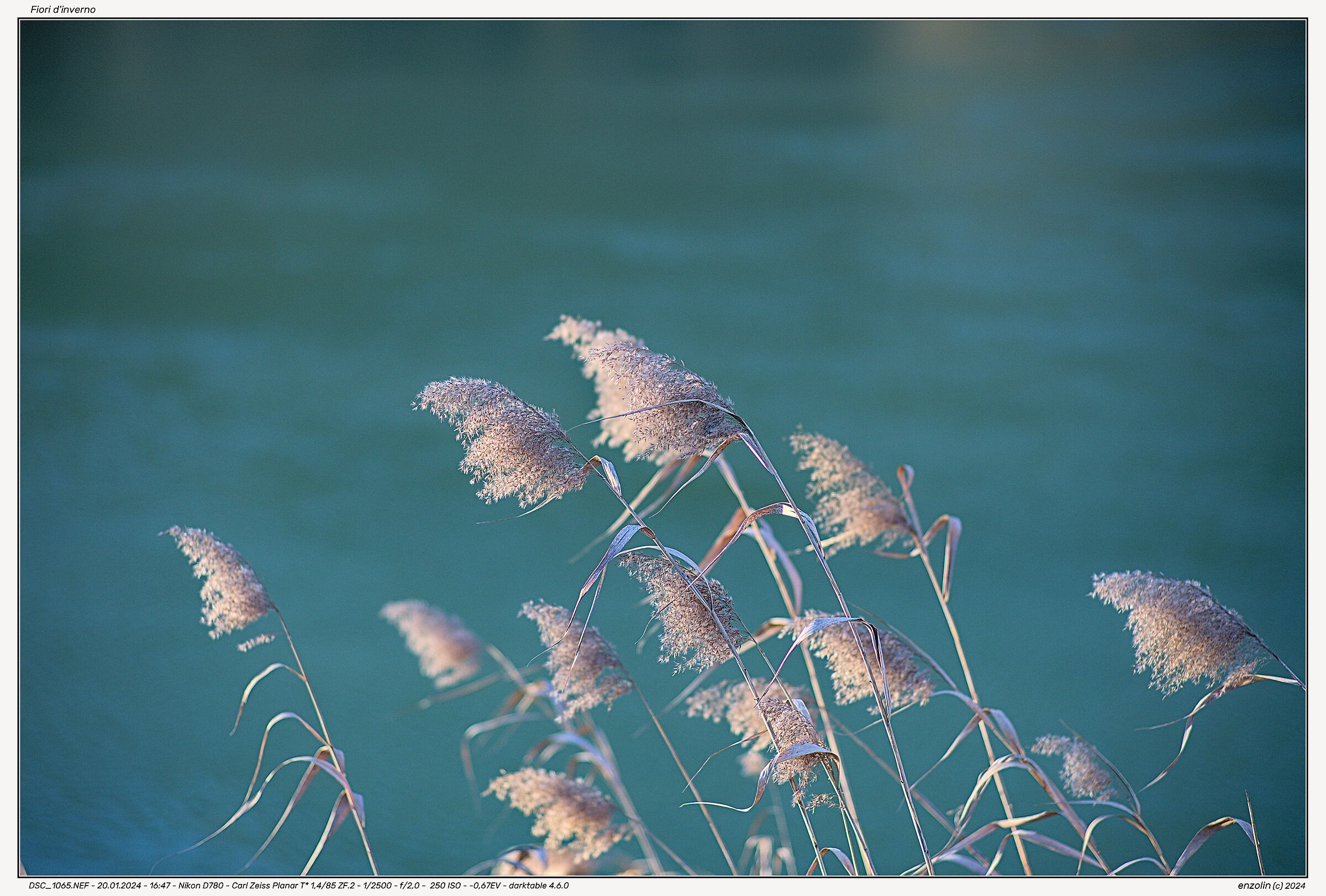 Winter Flowers