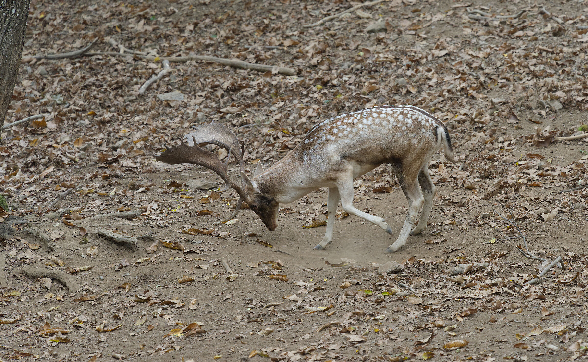 Male fallow deer Palancone