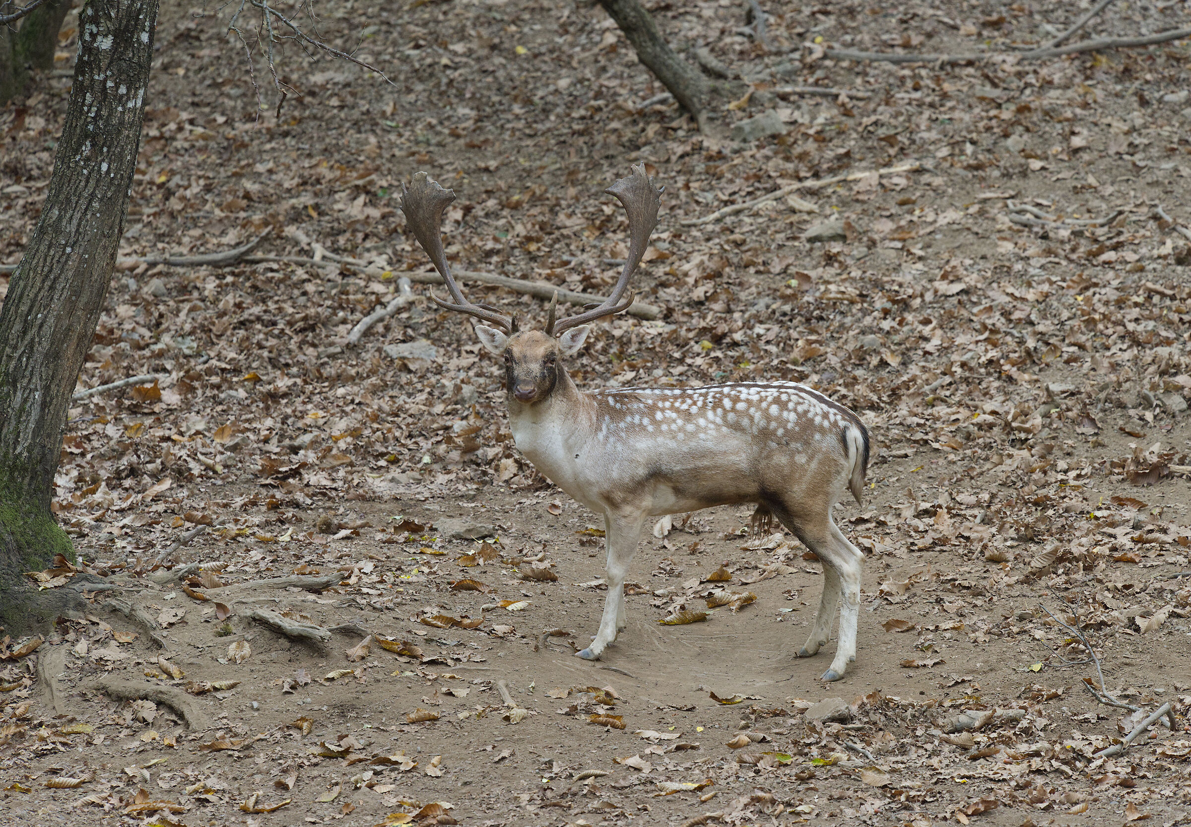 Male fallow deer Palancone