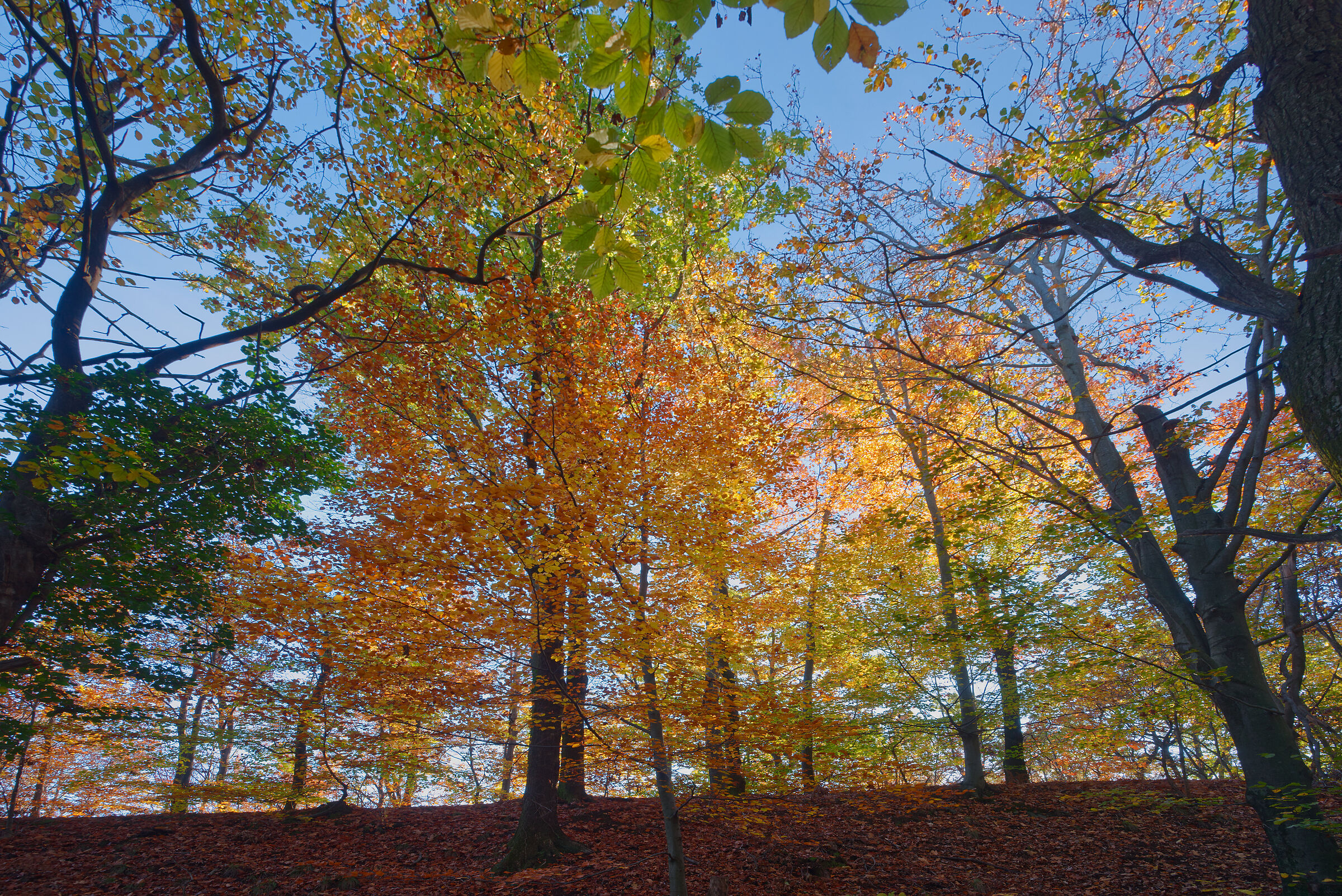 A dip in the woods - November 2022