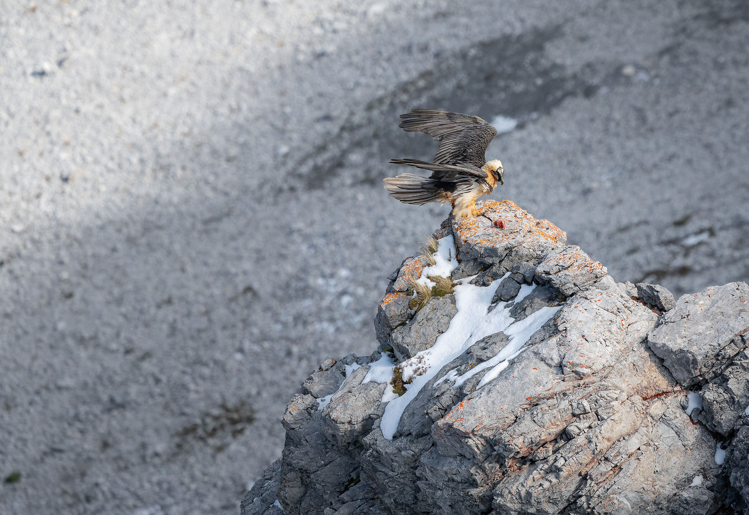 Bearded Vulture