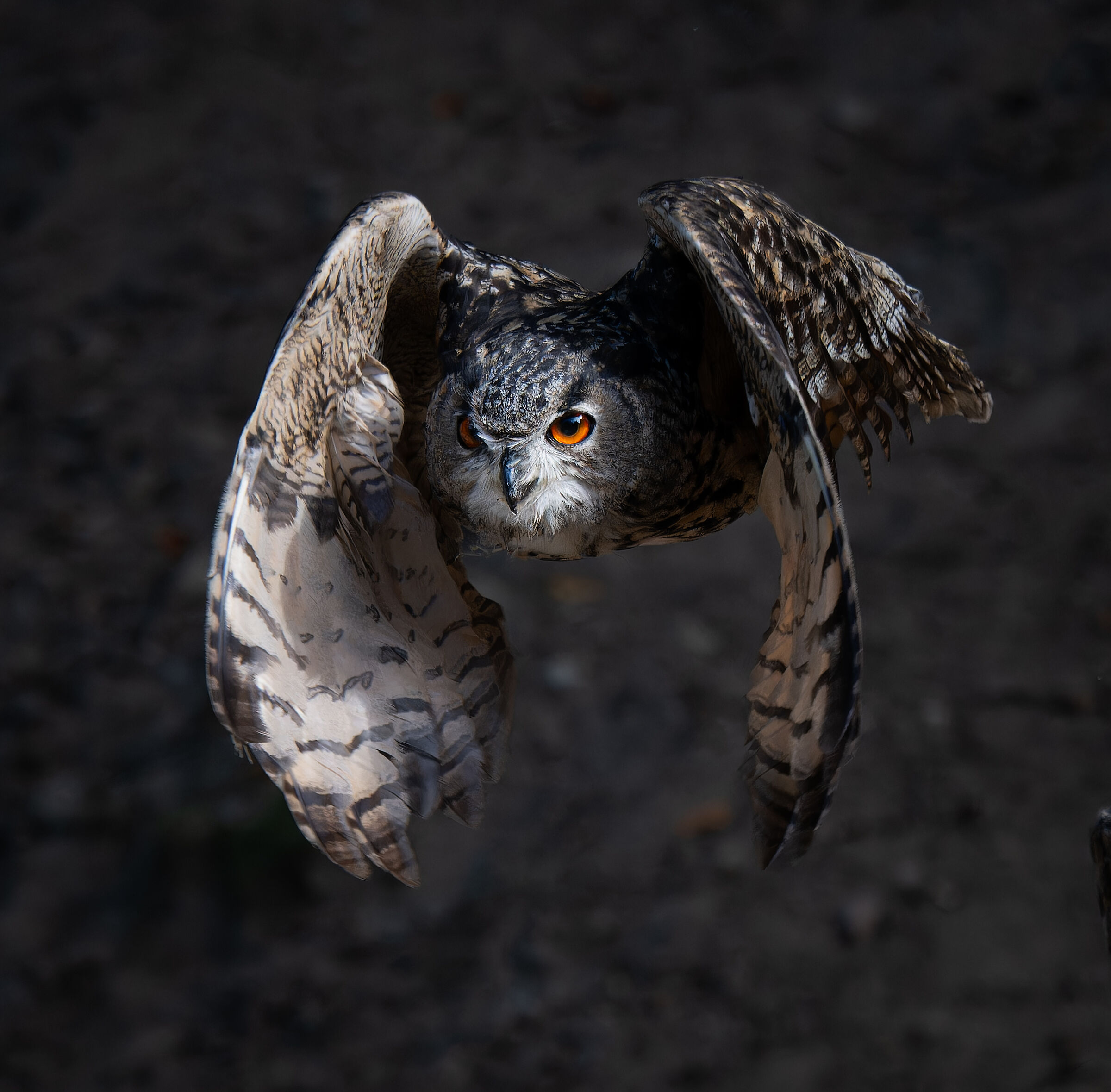 Eagle Owl 2