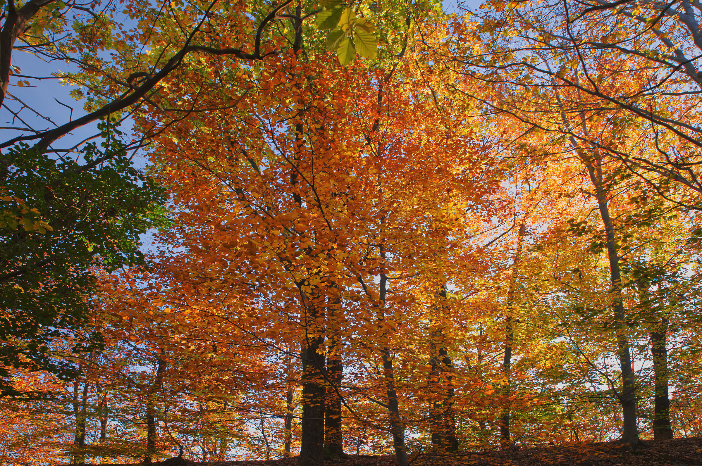 A dip in the woods - November 2022