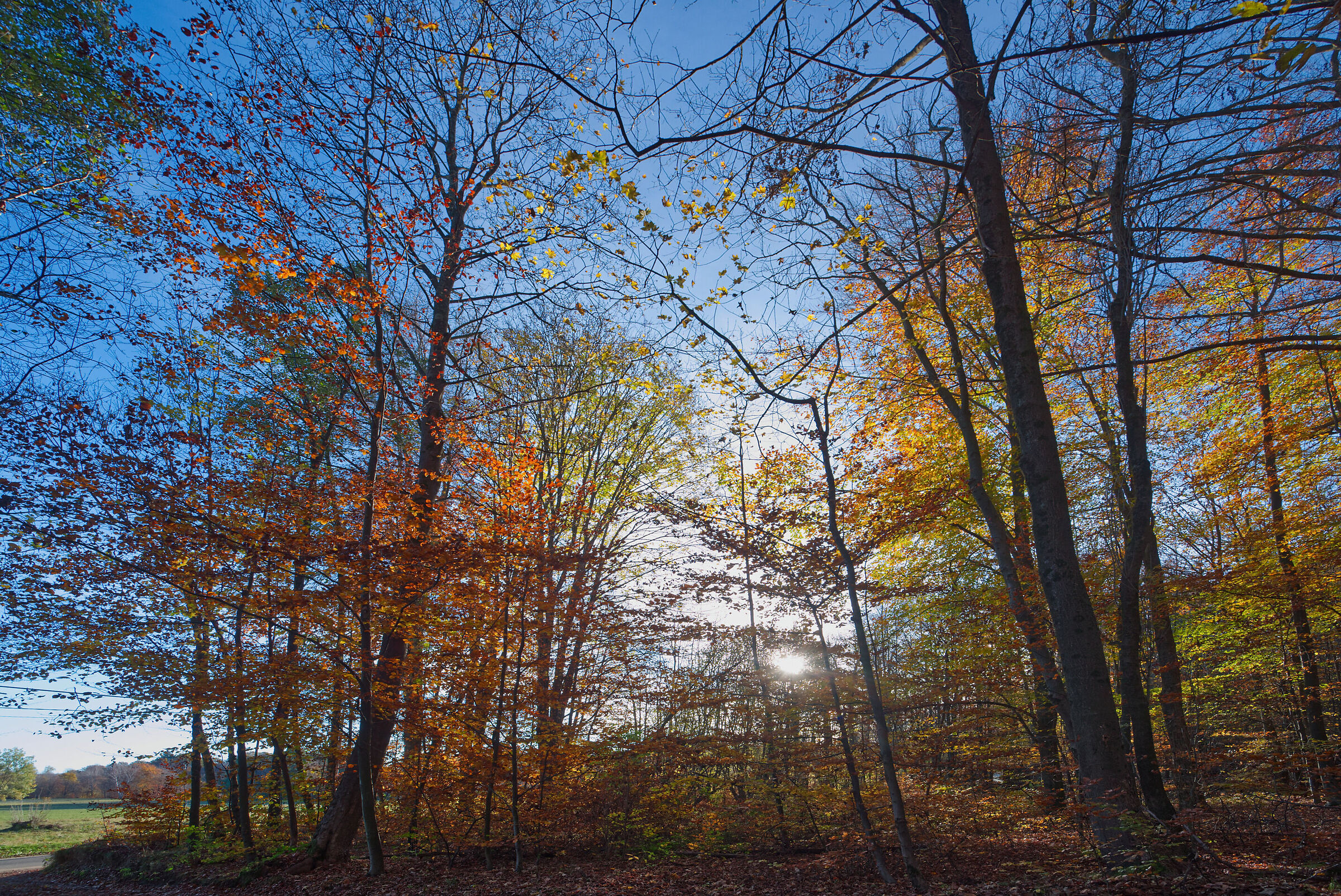 A dip in the woods - November 2022
