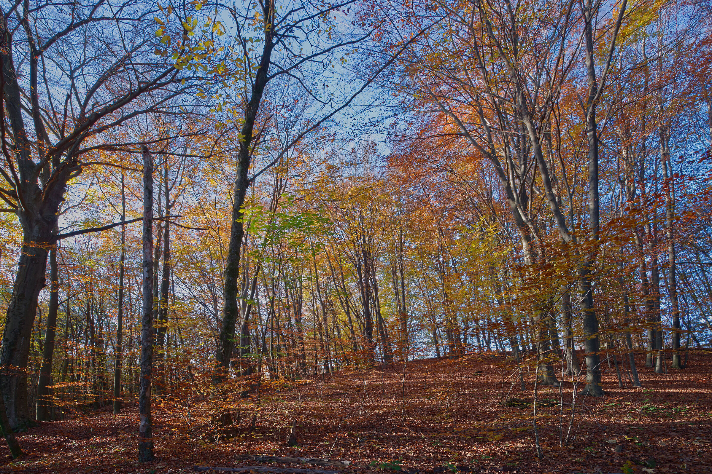 A dip in the woods - November 2022