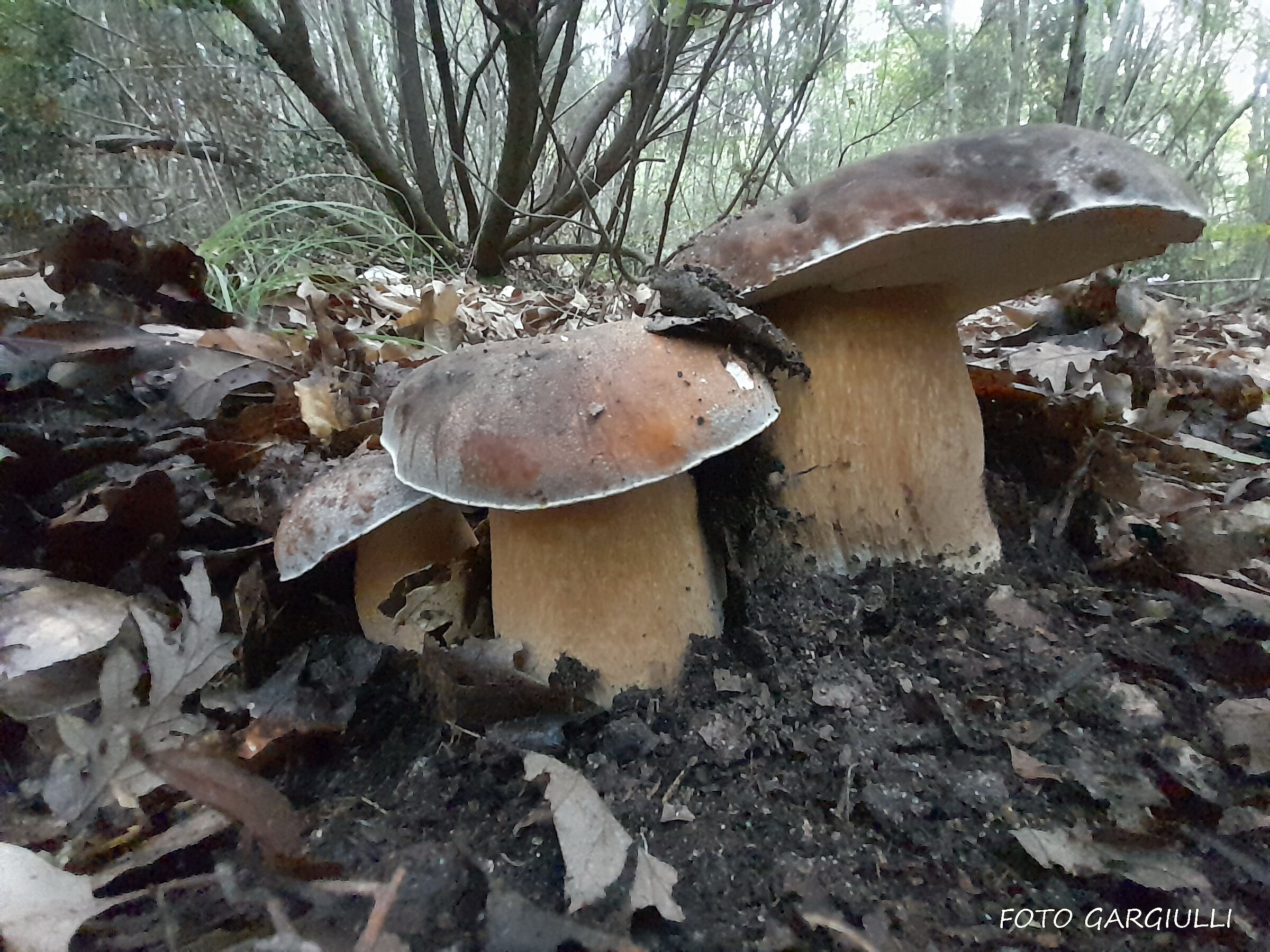 Boletus edulis (Good porcini mushrooms)