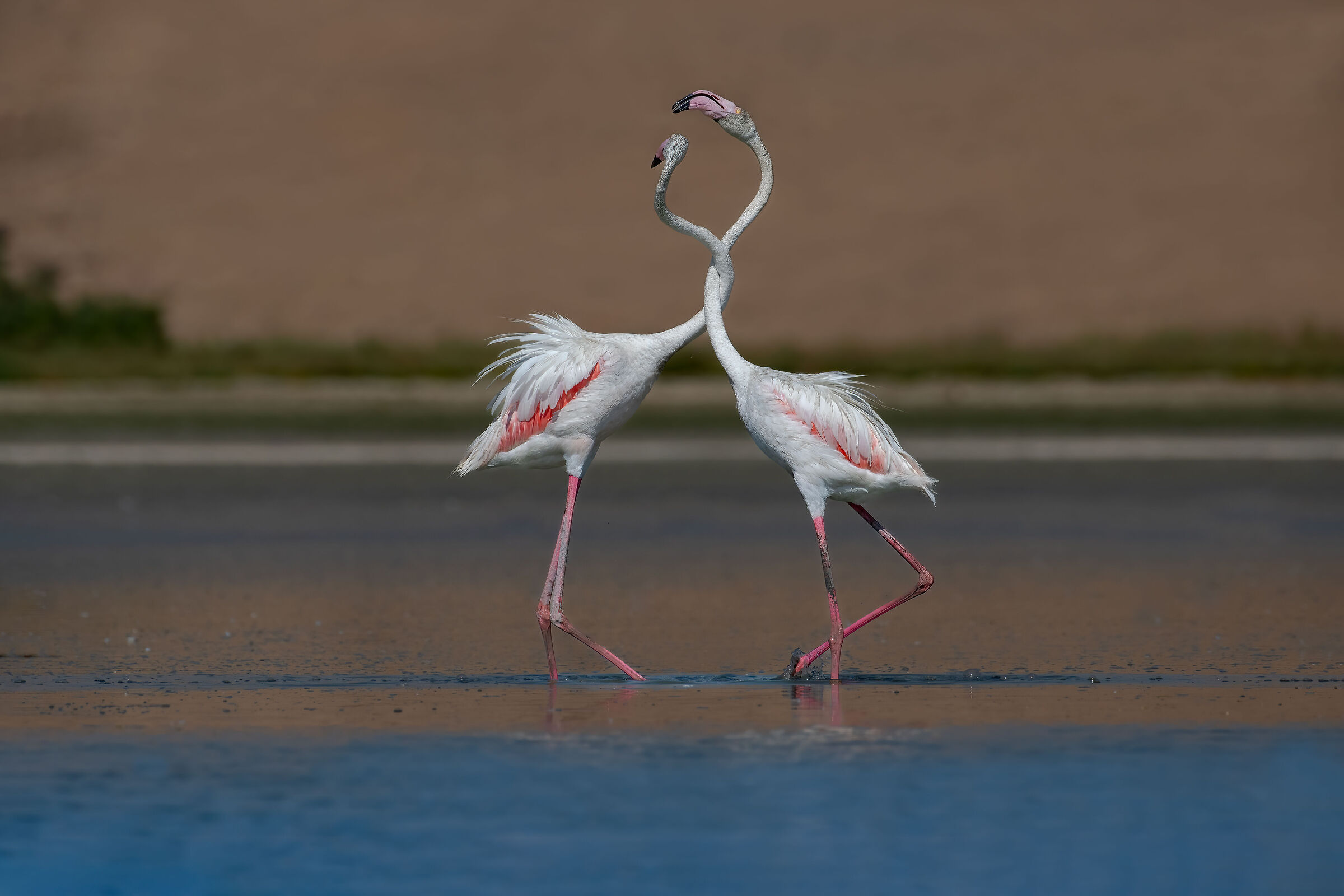 flamingo, love