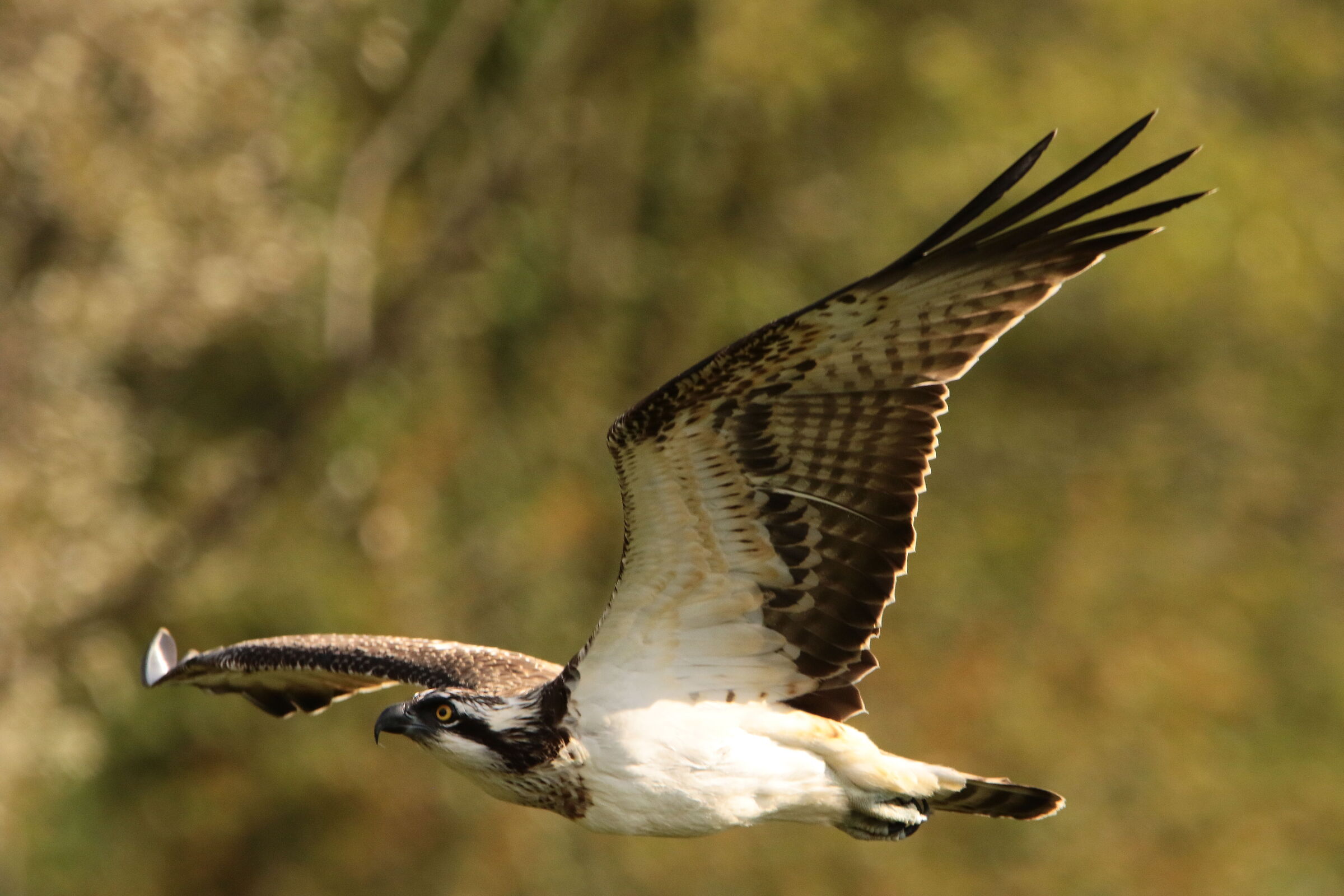 falco pescatore Oasi Lipu Cesano m MB 19/09/2024